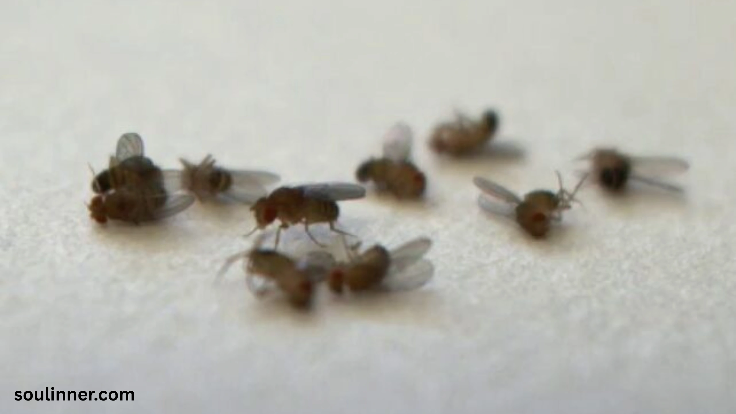 Dead Flies in House Spiritual Meaning