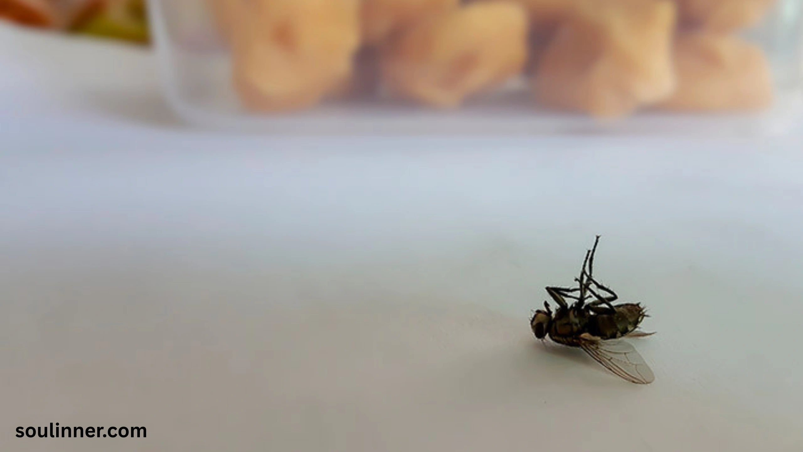 Dead Flies in House Spiritual Meaning