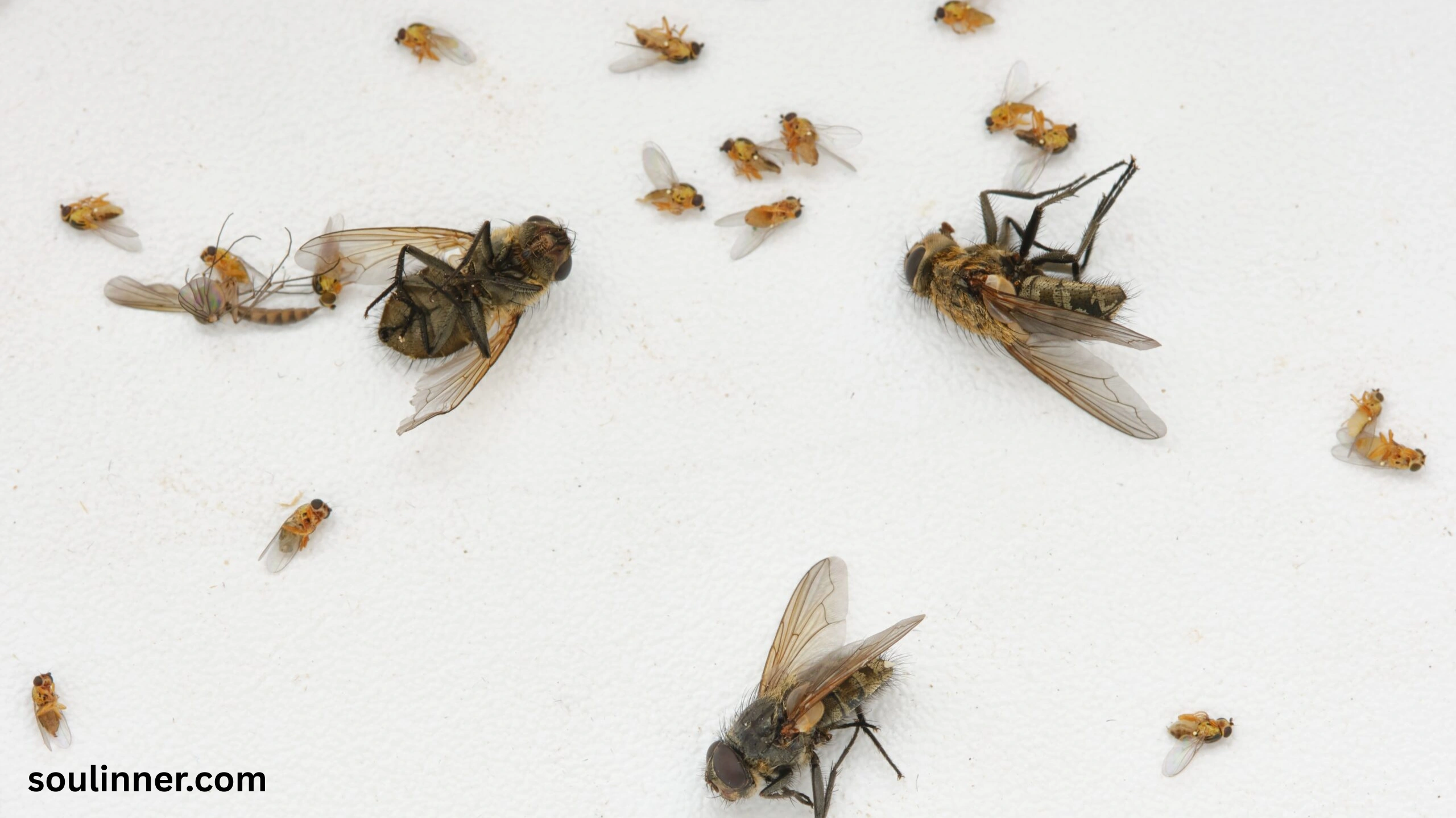 Dead Flies in House Spiritual Meaning