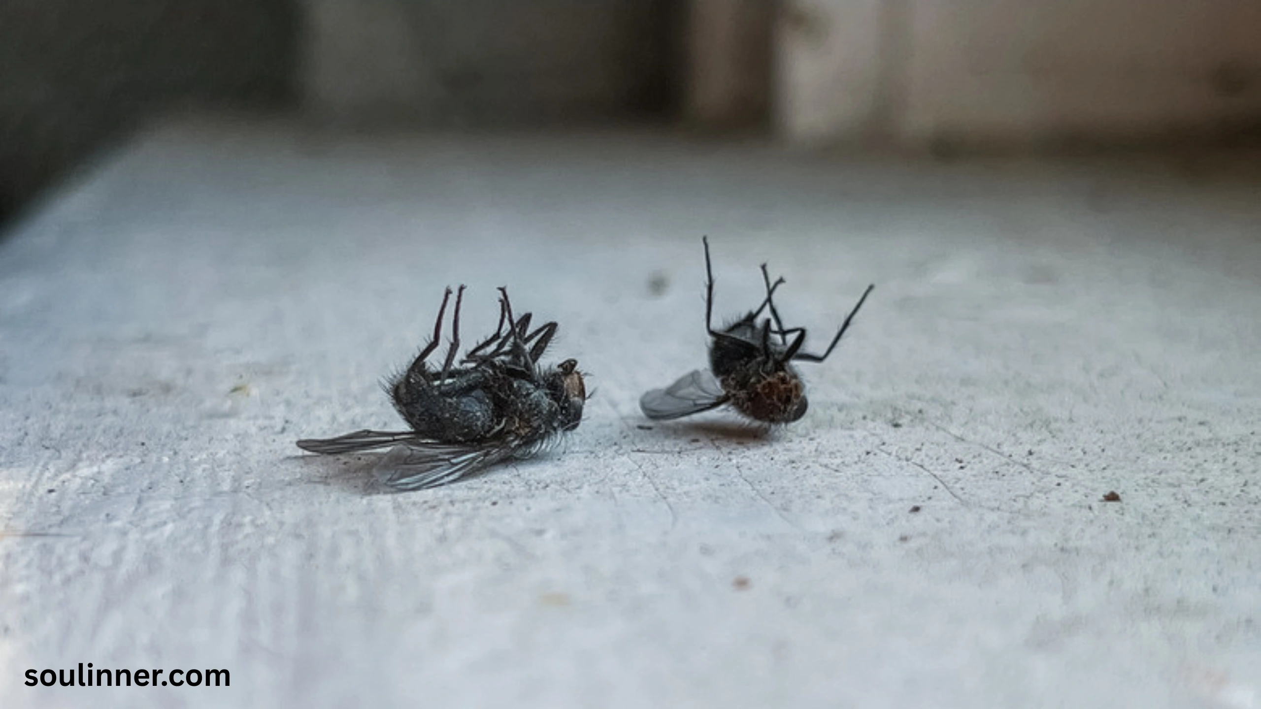 Dead Flies in House Spiritual Meaning