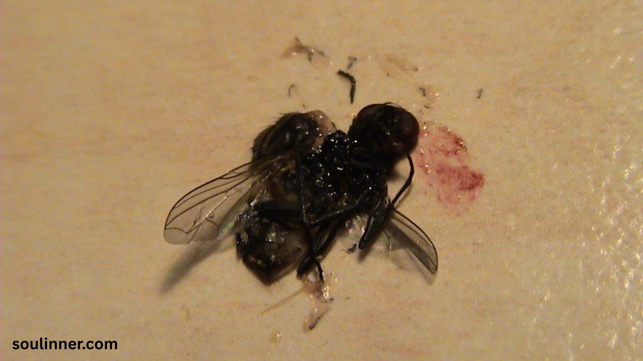 Dead Flies in House Spiritual Meaning