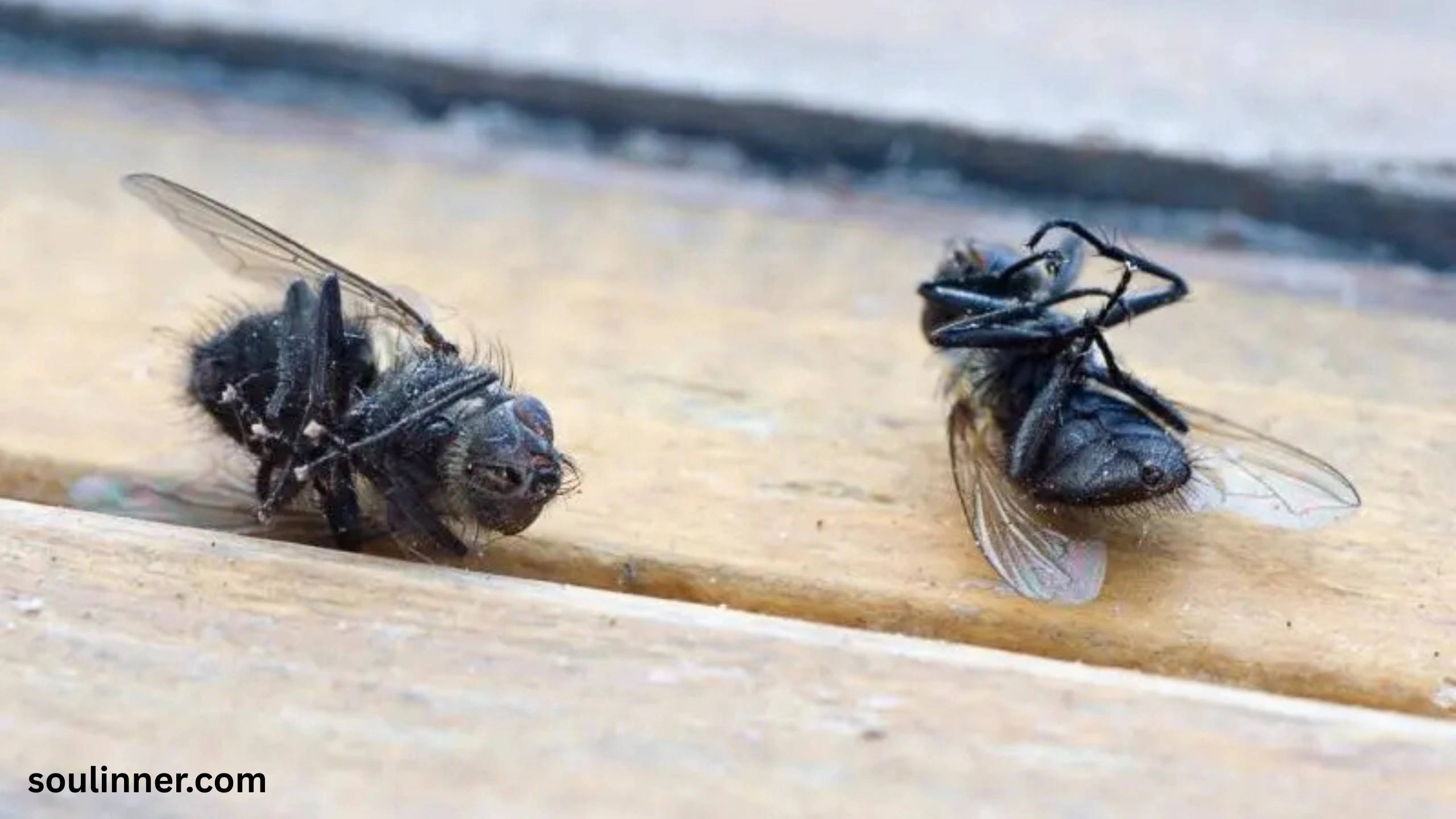 Dead Flies in House Spiritual Meaning