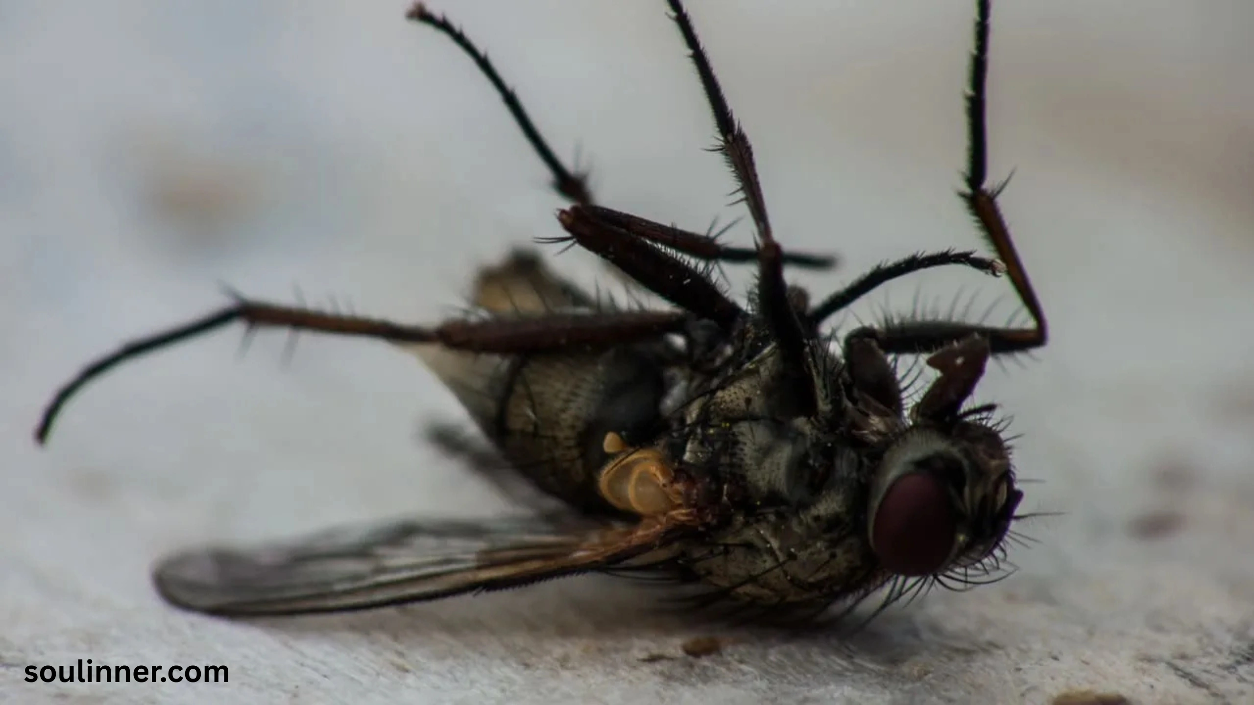 Dead Flies in House Spiritual Meaning