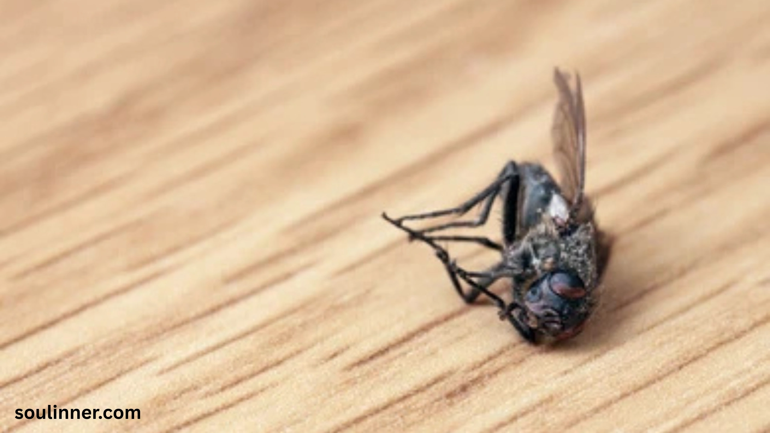 Dead Flies in House Spiritual Meaning