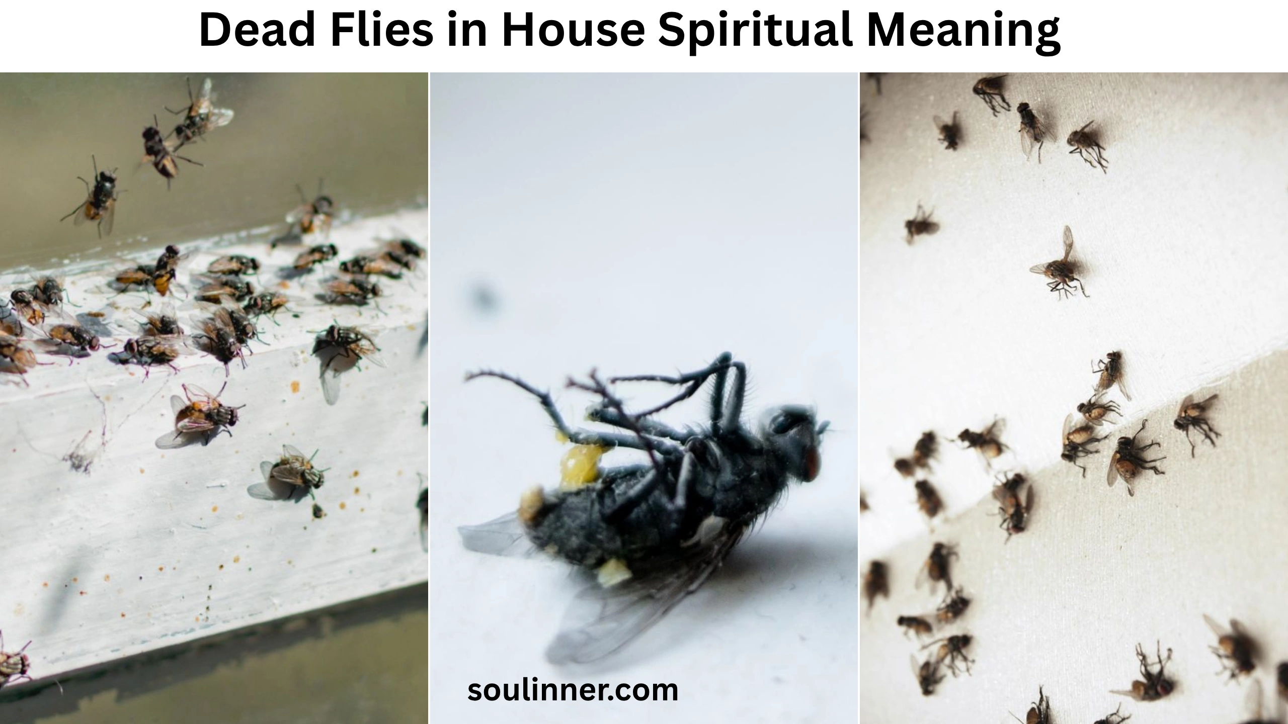 Dead Flies in House Spiritual Meaning