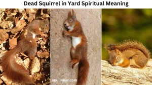 Dead Squirrel in Yard Spiritual Meaning