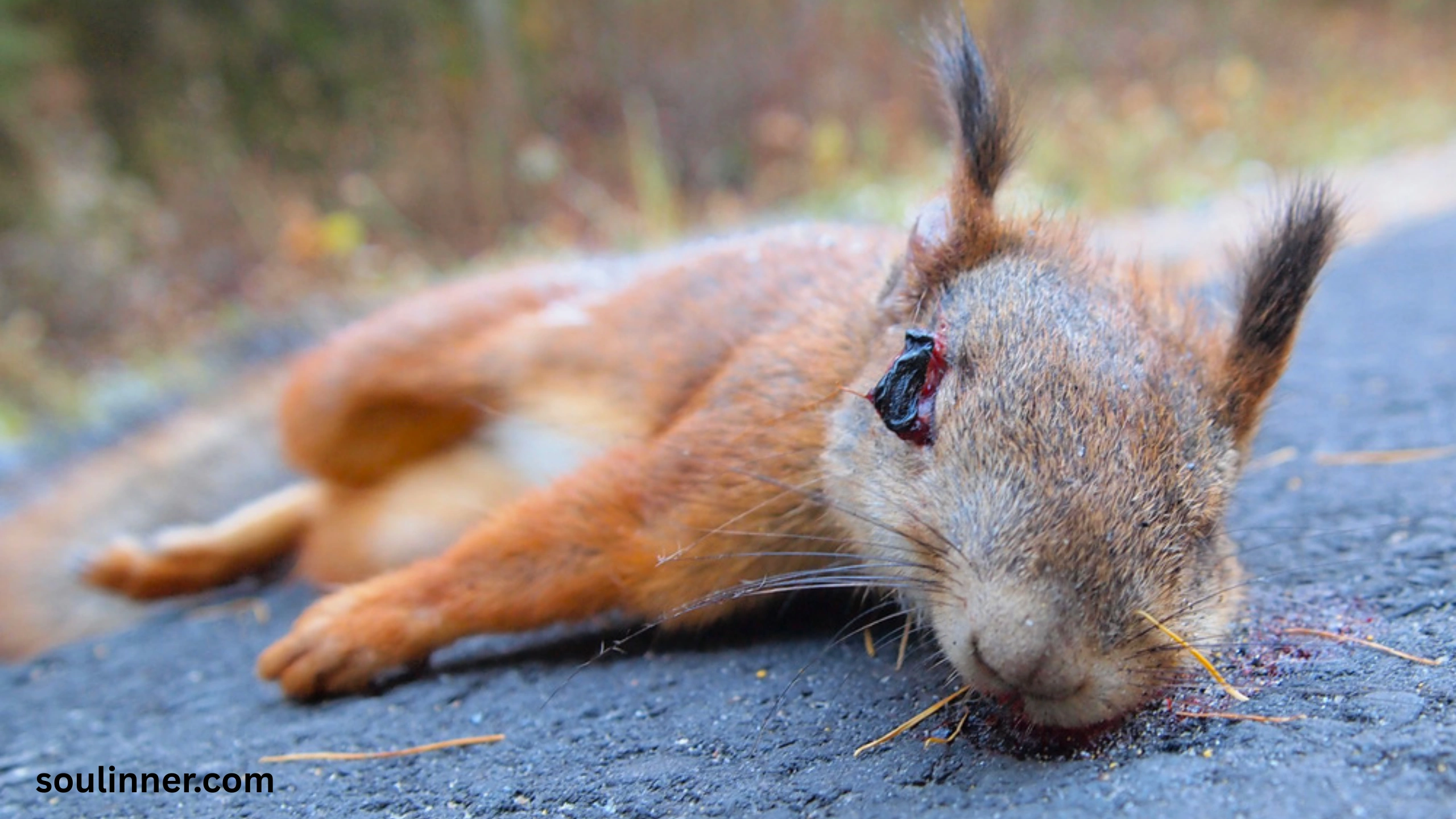 Dead Squirrel in Yard Spiritual Meaning