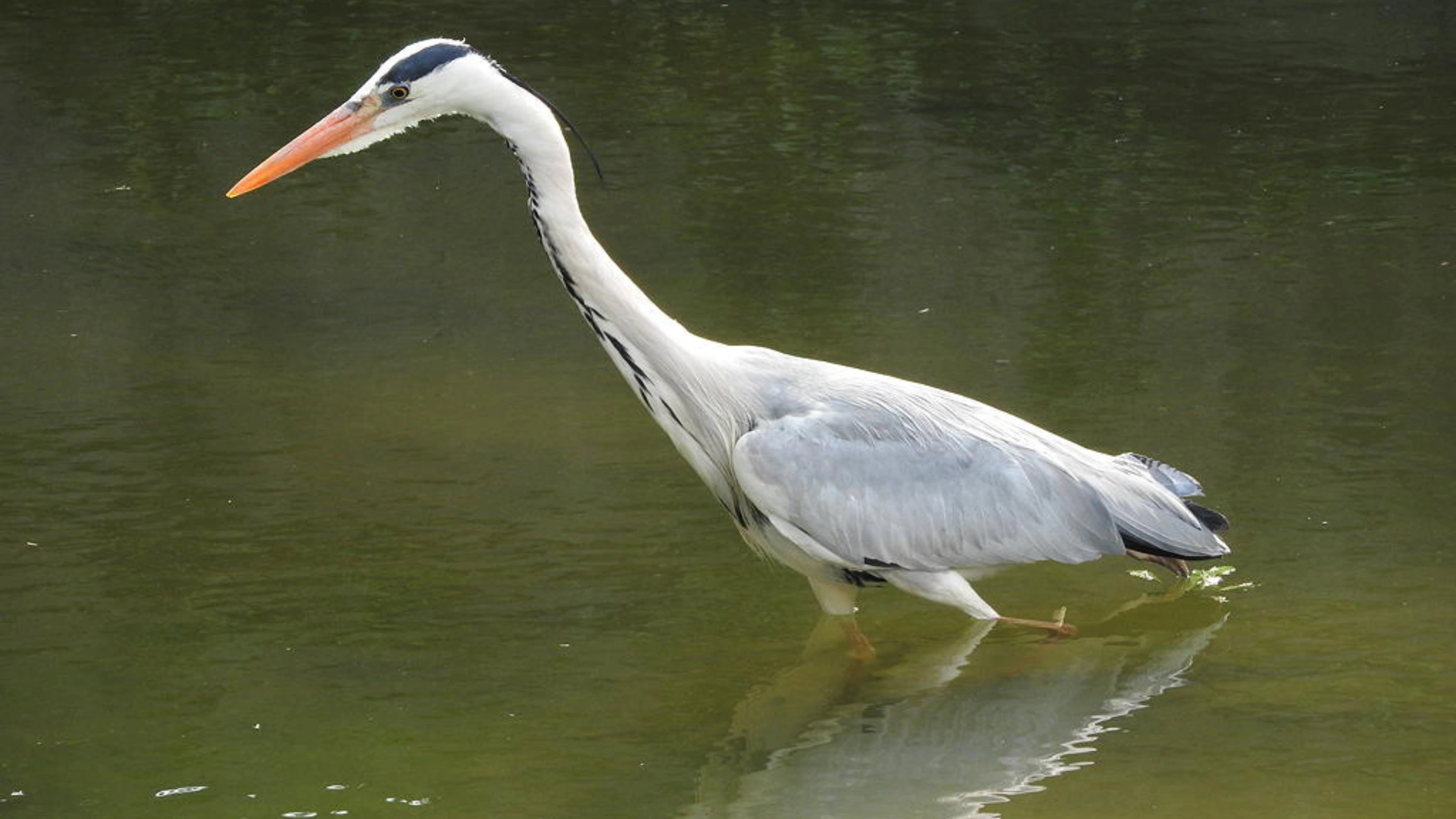 great white egret symbolism