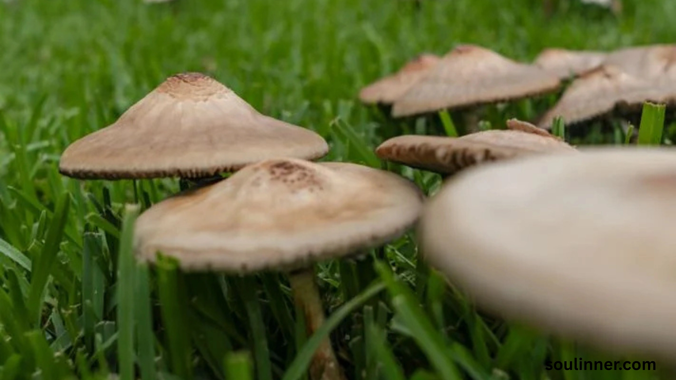 Fairy Rings in Grass Spiritual Meaning