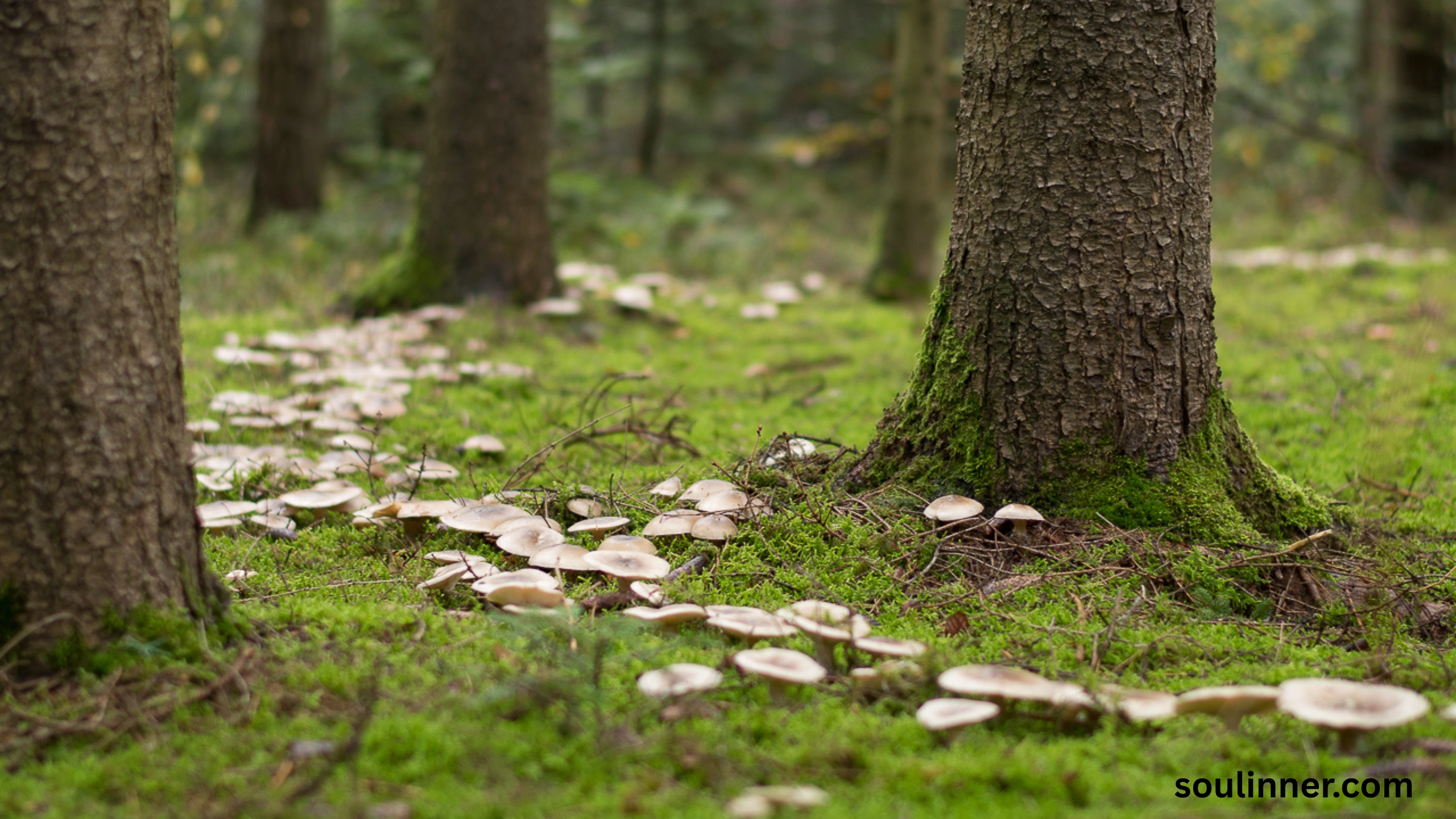 Fairy Rings in Grass Spiritual Meaning