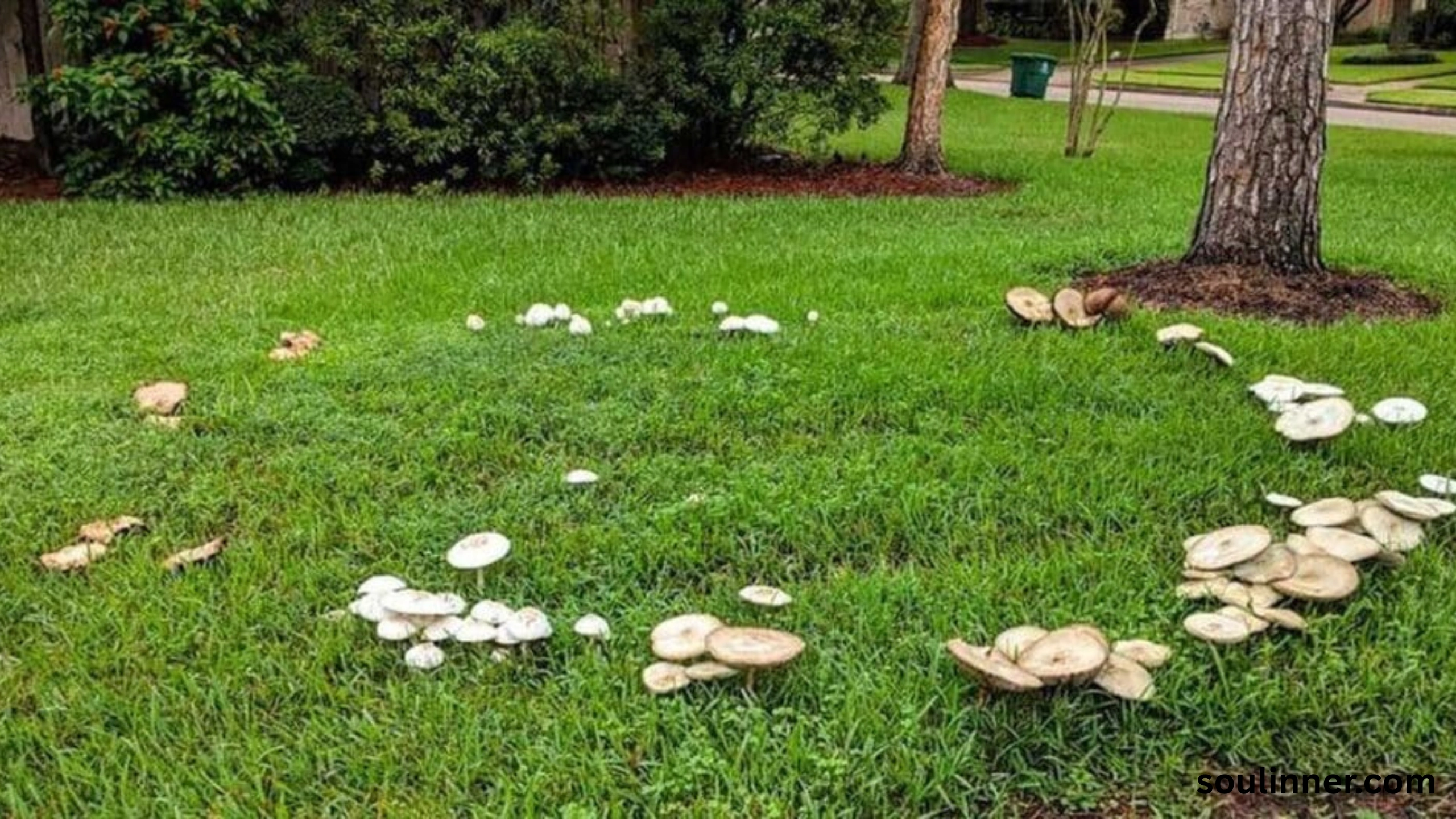 Fairy Rings in Grass Spiritual Meaning and Symbolism