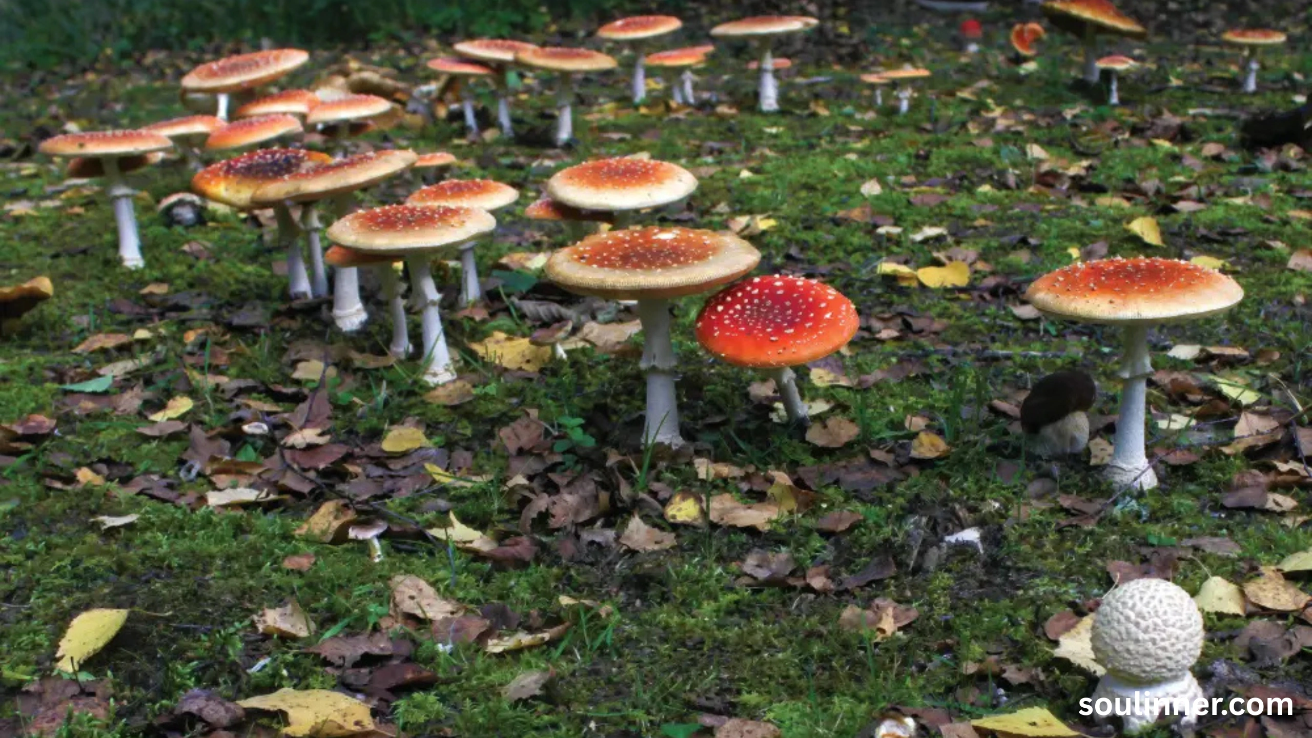 Fairy Rings in Grass Spiritual Meaning and Symbolism