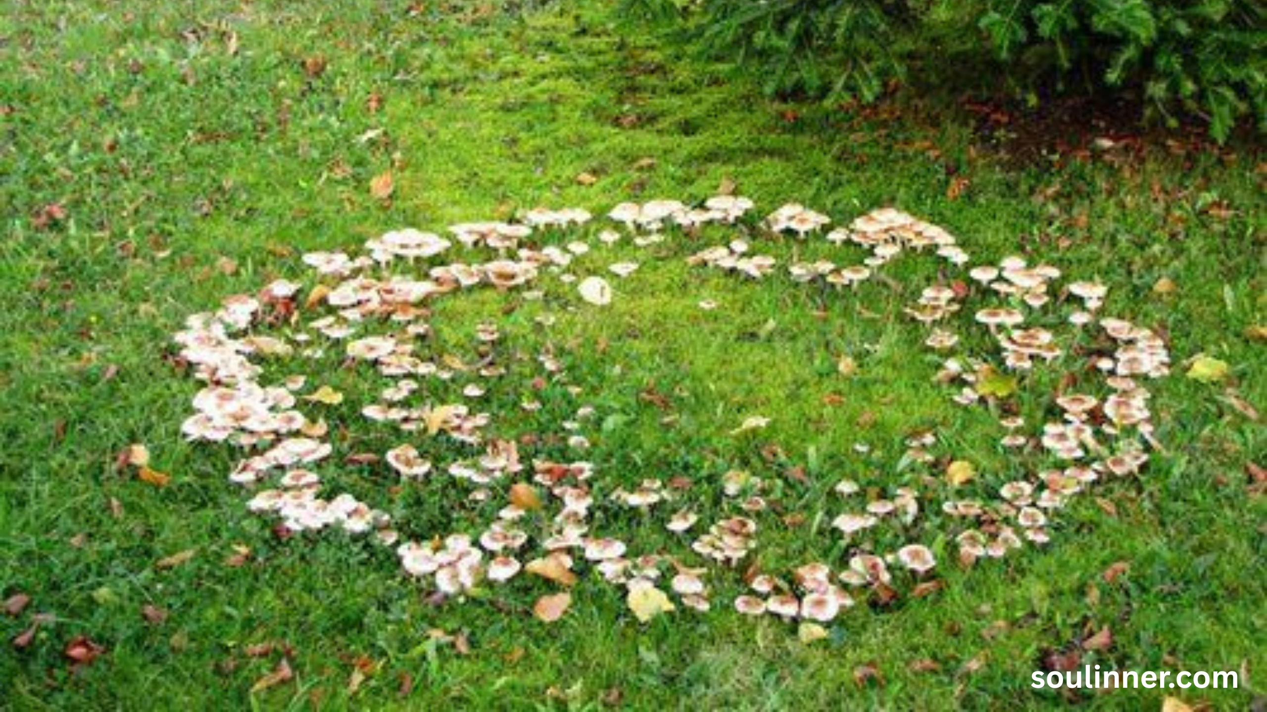 Fairy Rings in Grass Spiritual Meaning and Symbolism