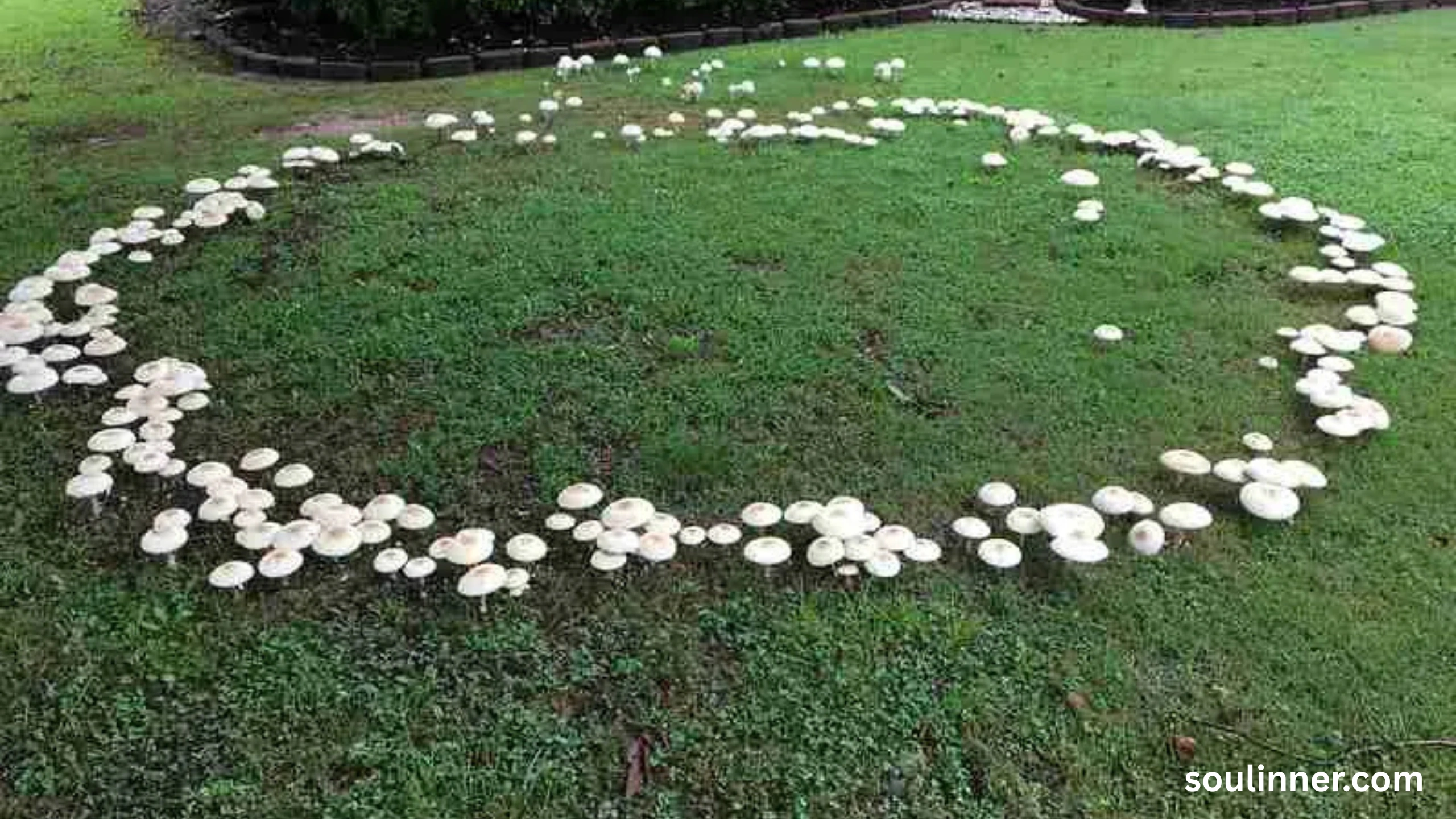 Fairy Rings in Grass Spiritual Meaning and Symbolism