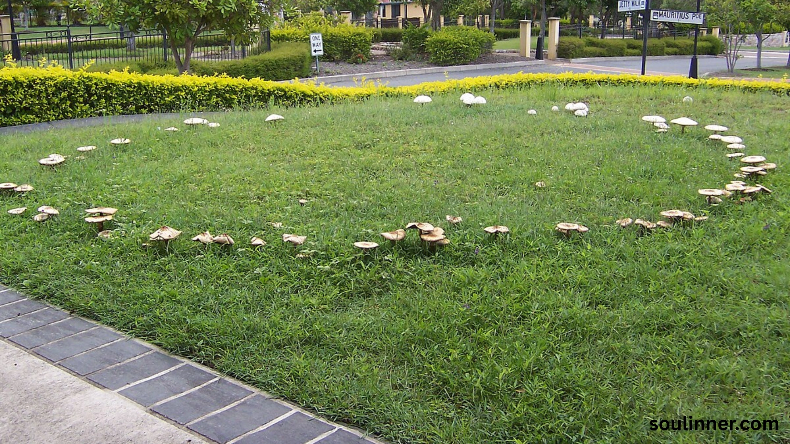 Fairy Rings in Grass Spiritual Meaning and Symbolism