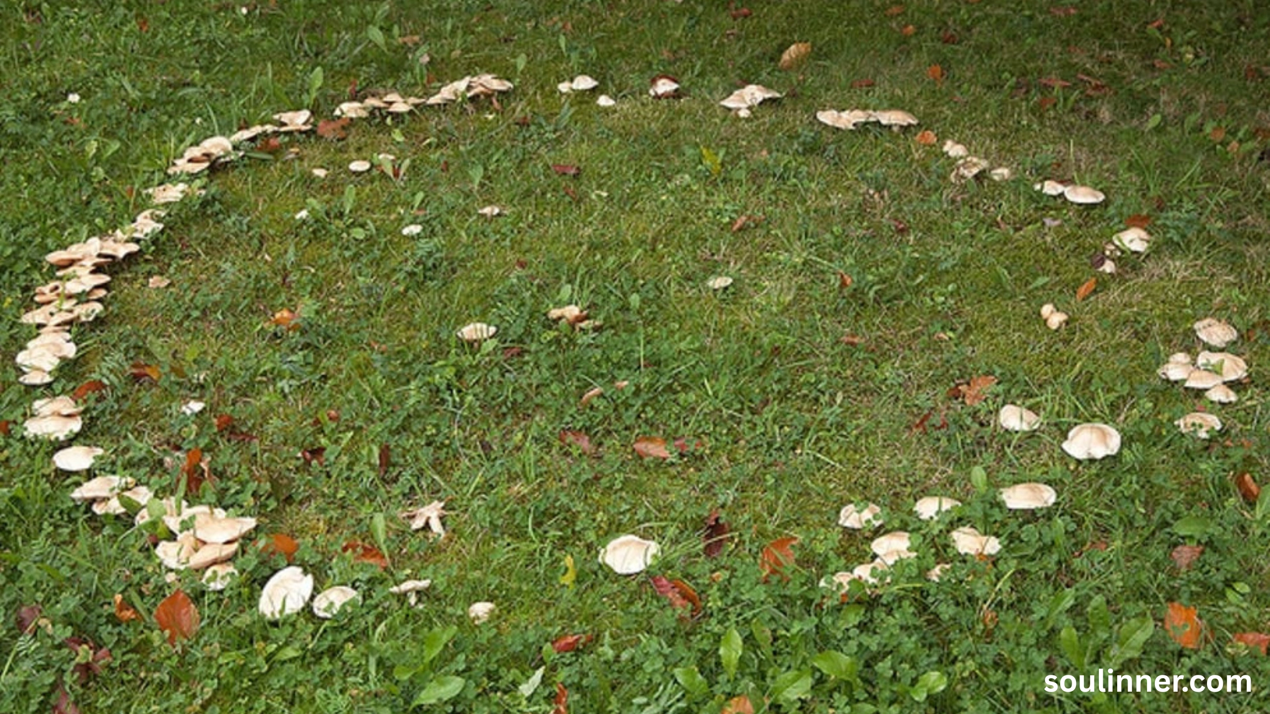 Fairy Rings in Grass Spiritual Meaning and Symbolism