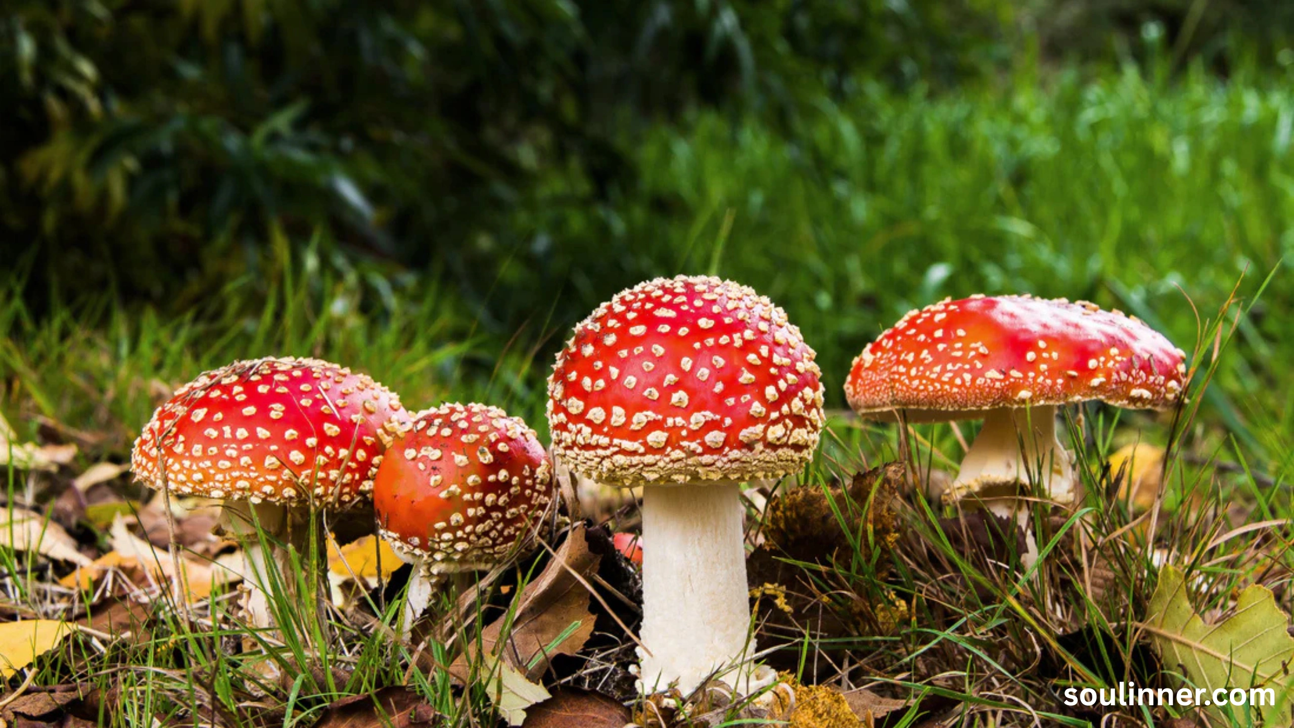 Fairy Rings in Grass Spiritual Meaning and Symbolism