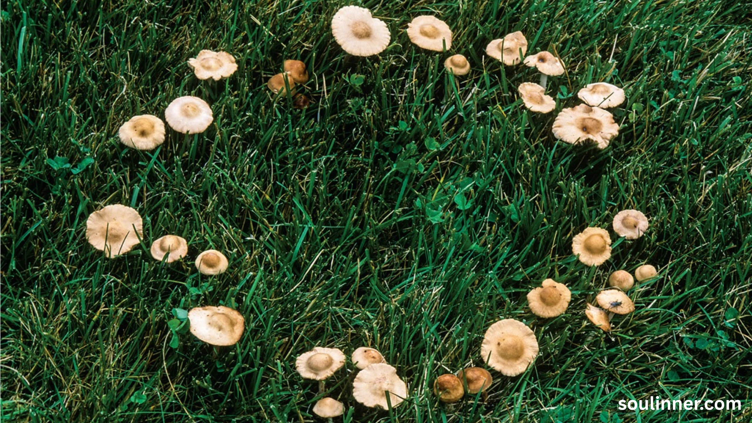 Fairy Rings in Grass Spiritual Meaning and Symbolism