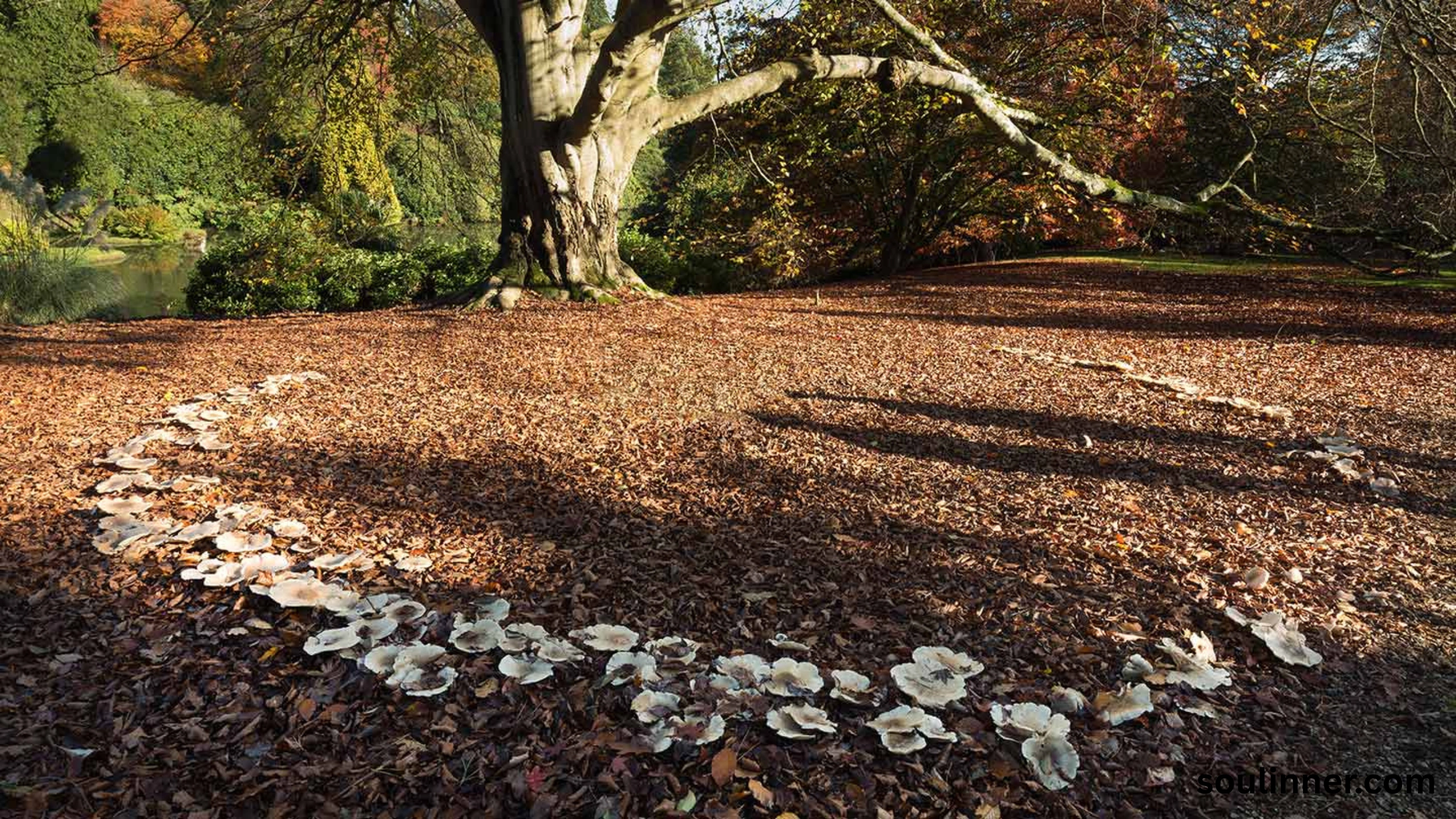 Fairy Rings in Grass Spiritual Meaning and Symbolism