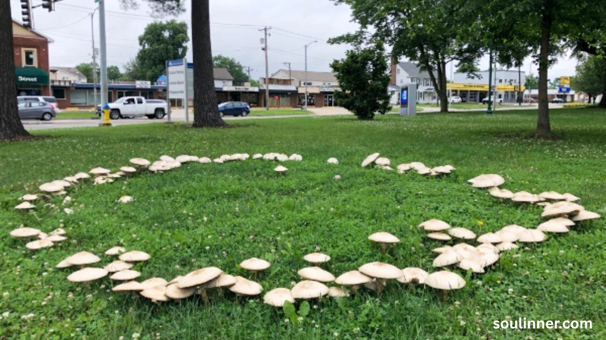 Fairy Rings in Grass Spiritual Meaning and Symbolism