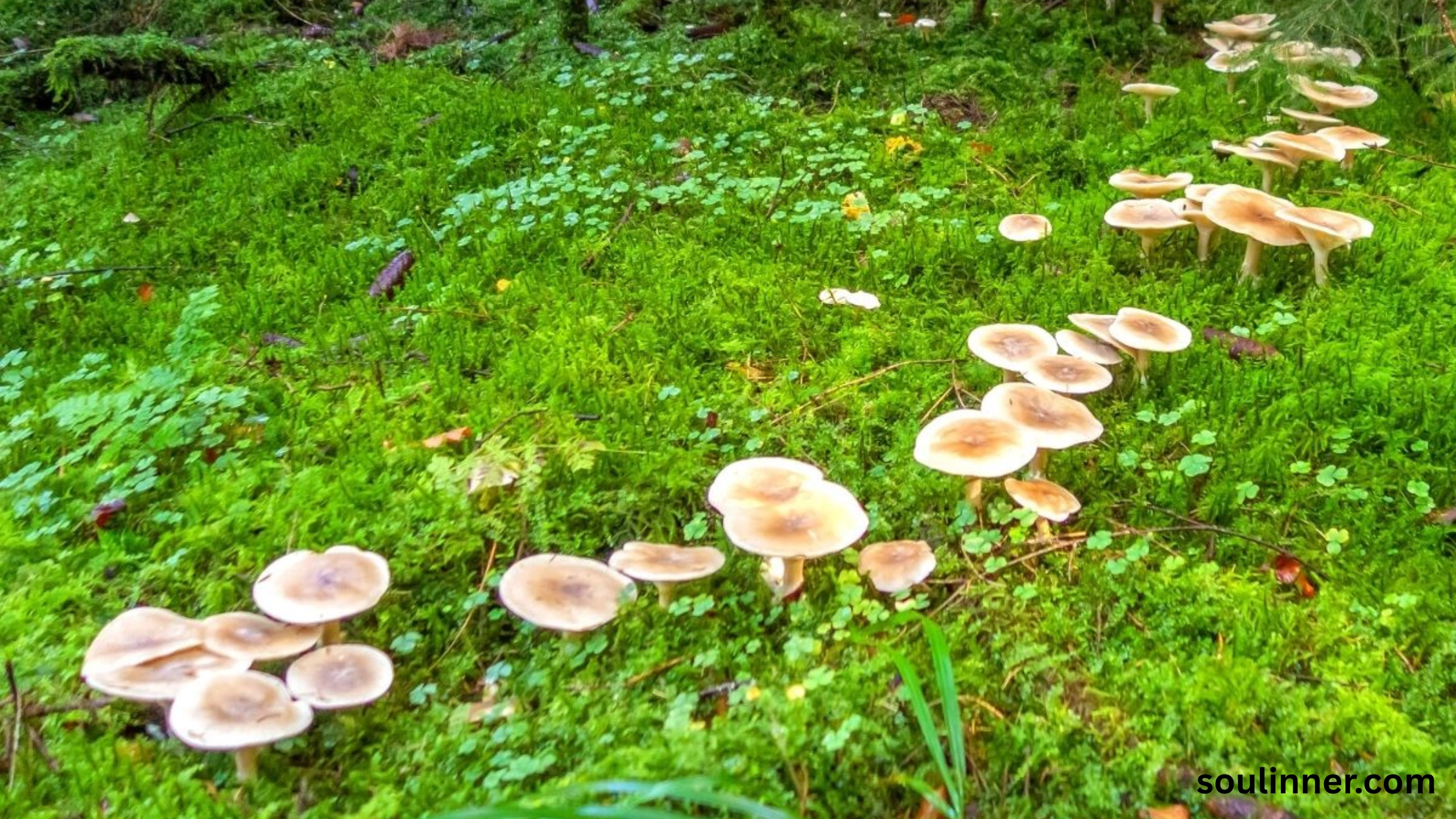 Fairy Rings in Grass Spiritual Meaning and Symbolism