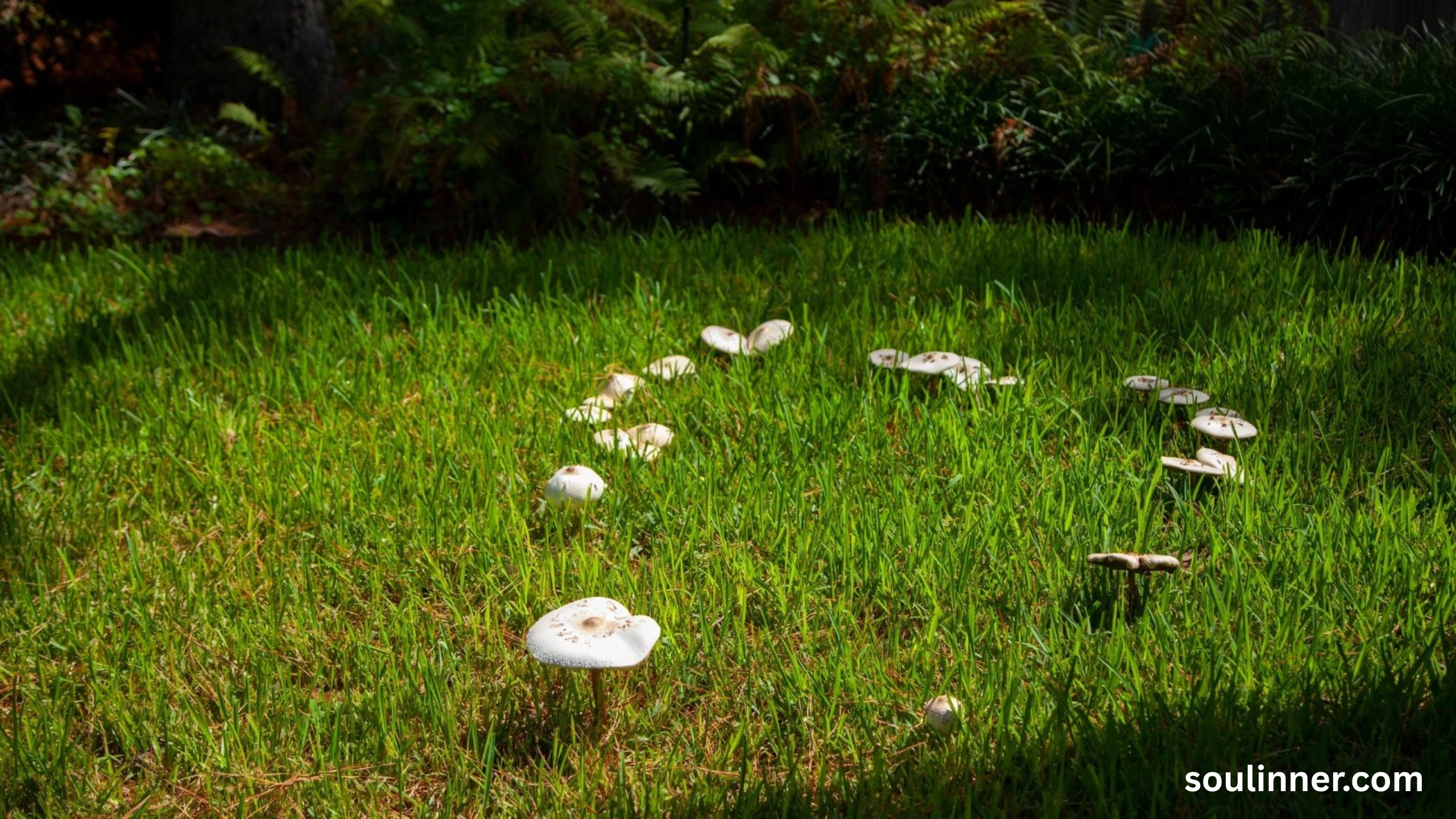 Fairy Rings in Grass Spiritual Meaning and Symbolism