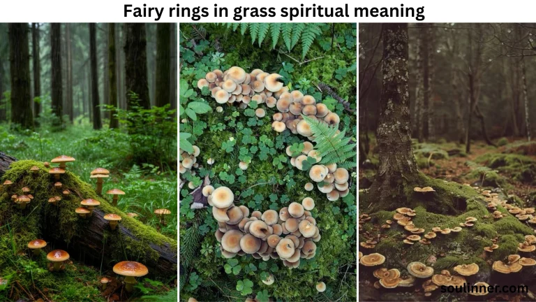 Fairy Rings in Grass Spiritual Meaning and Symbolism