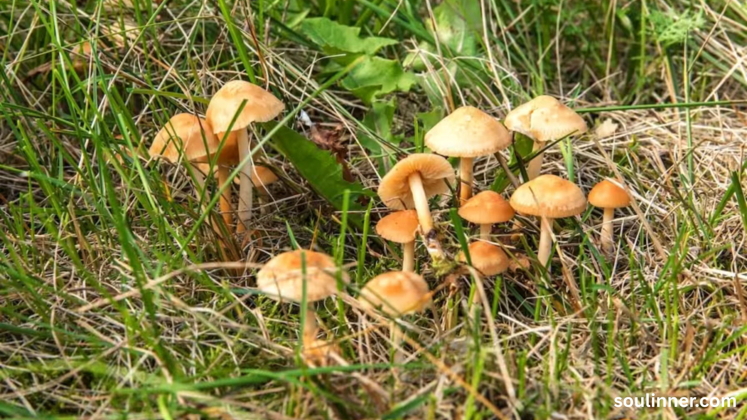 Fairy Rings in Grass Spiritual Meaning and Symbolism