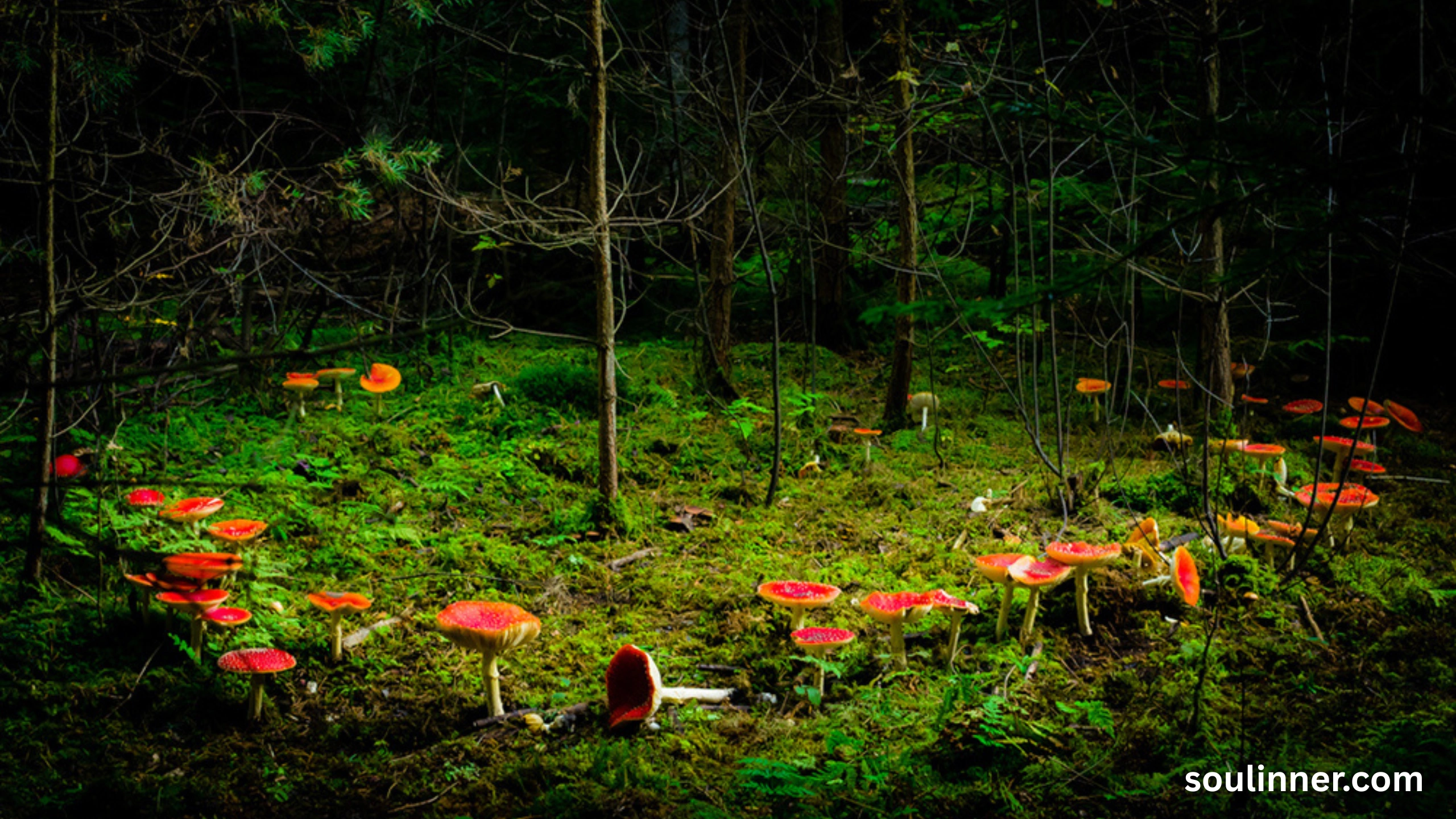 Fairy Rings in Grass Spiritual Meaning and Symbolism
