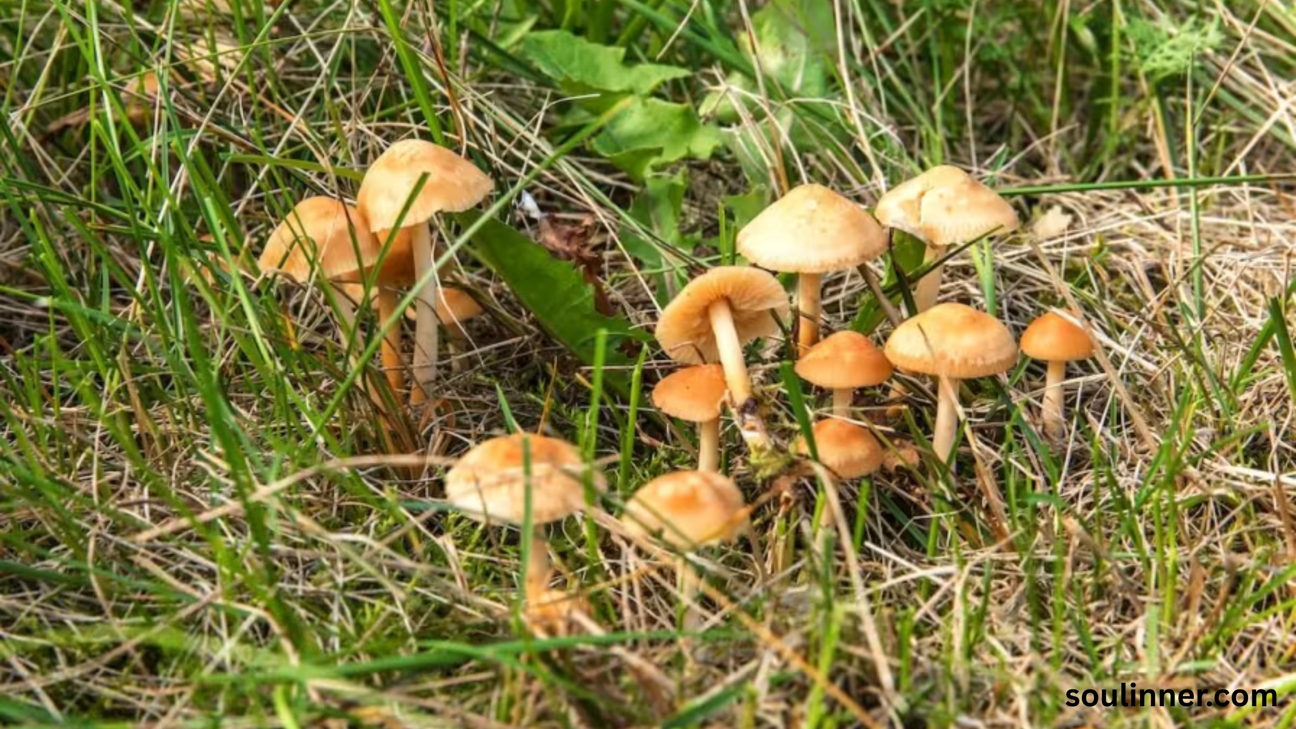 Fairy Rings in Grass Spiritual Meaning and Symbolism