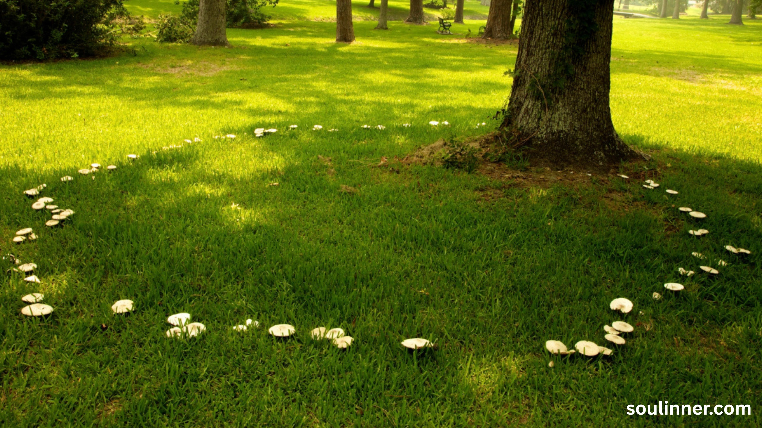 Fairy Rings in Grass Spiritual Meaning and Symbolism
