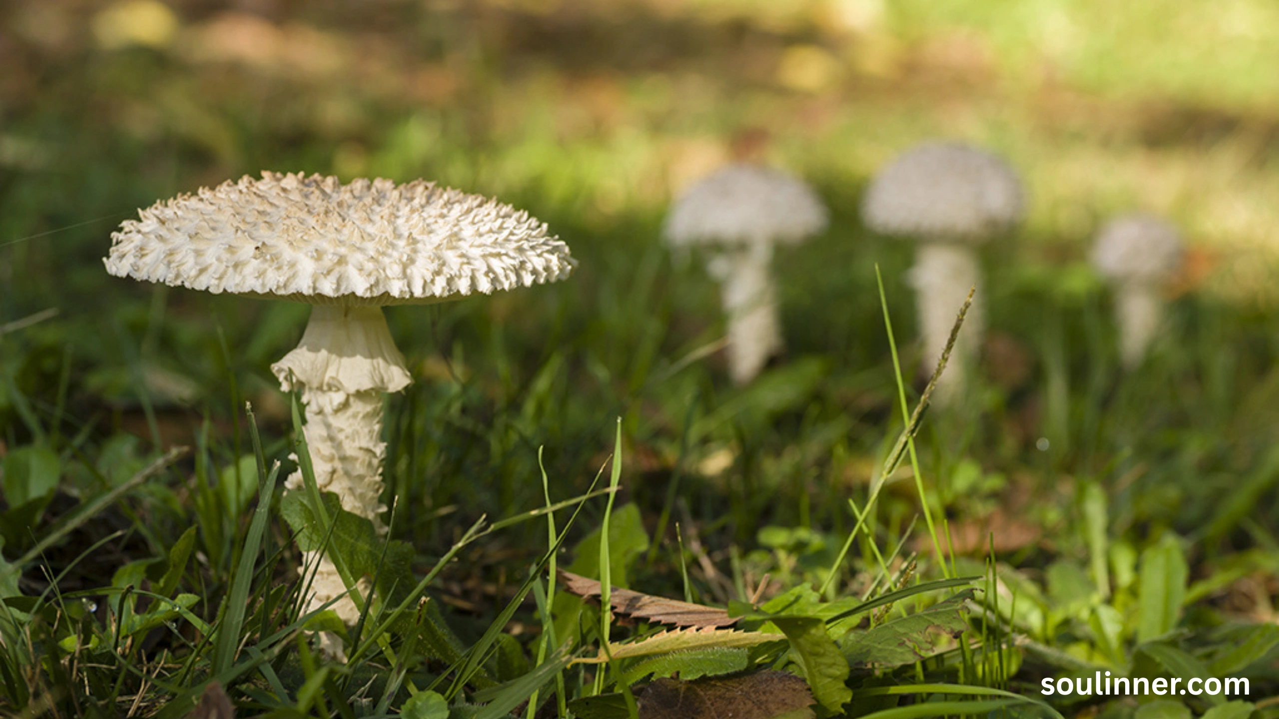 Fairy Rings in Grass Spiritual Meaning and Symbolism