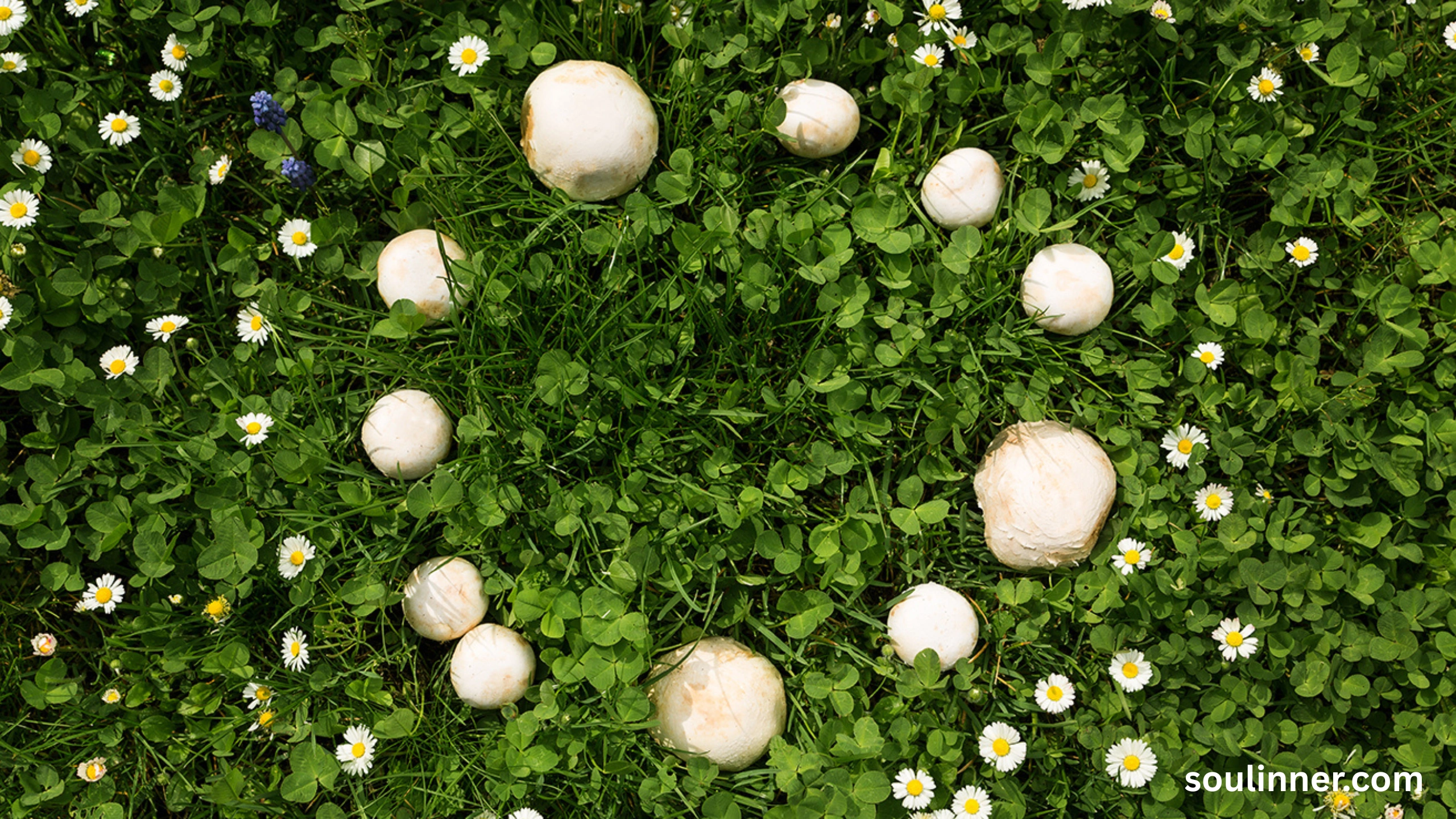 Fairy Rings in Grass Spiritual Meaning and Symbolism