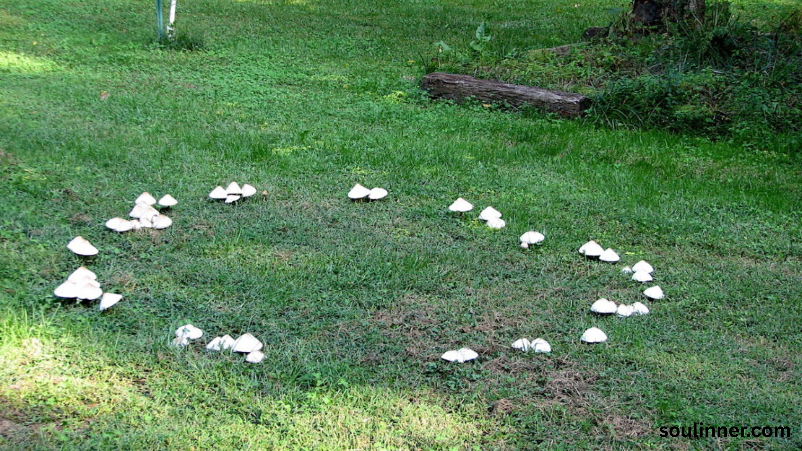 Fairy Rings in Grass Spiritual Meaning and Symbolism