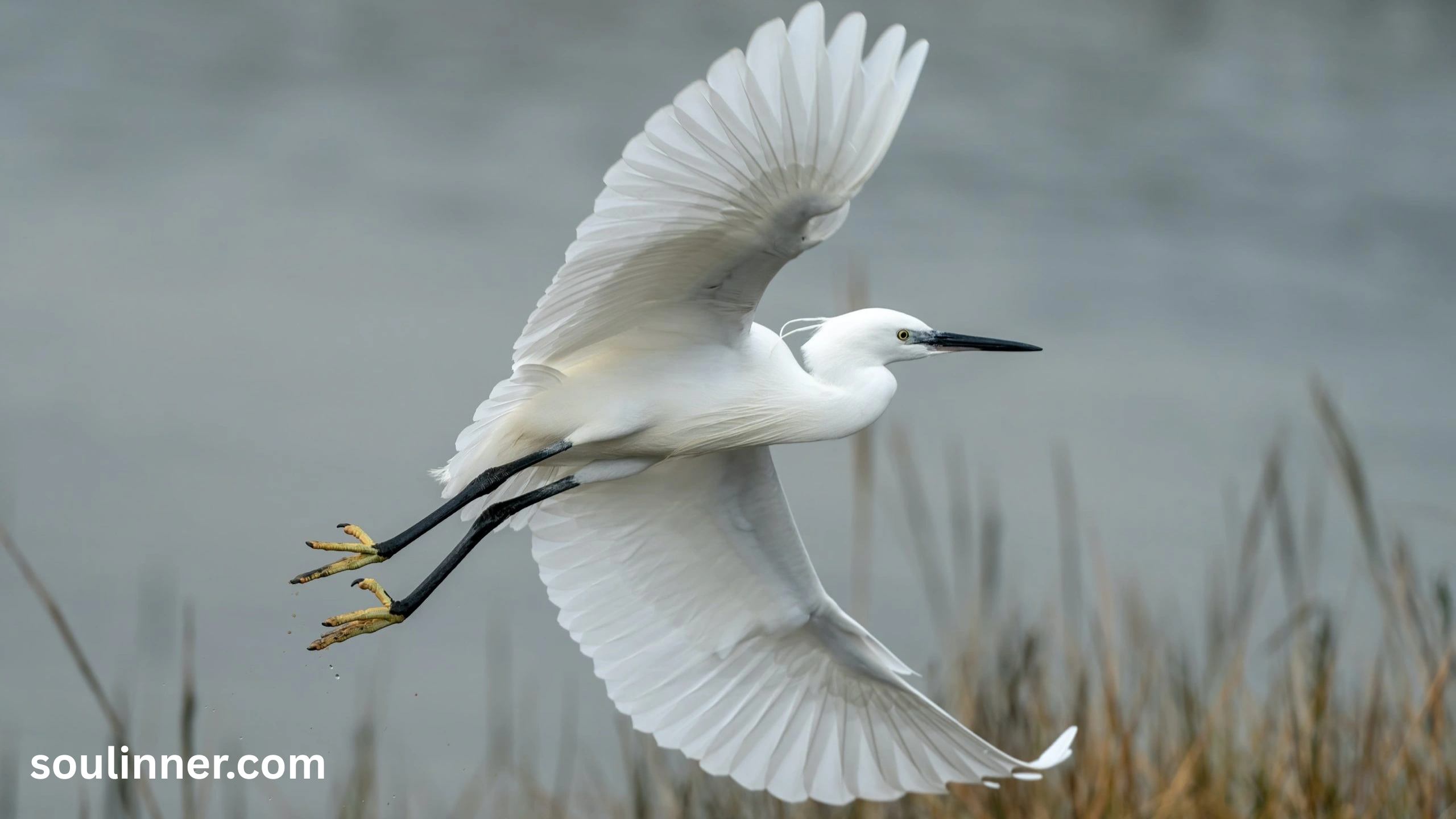 Great White Egret Symbolism