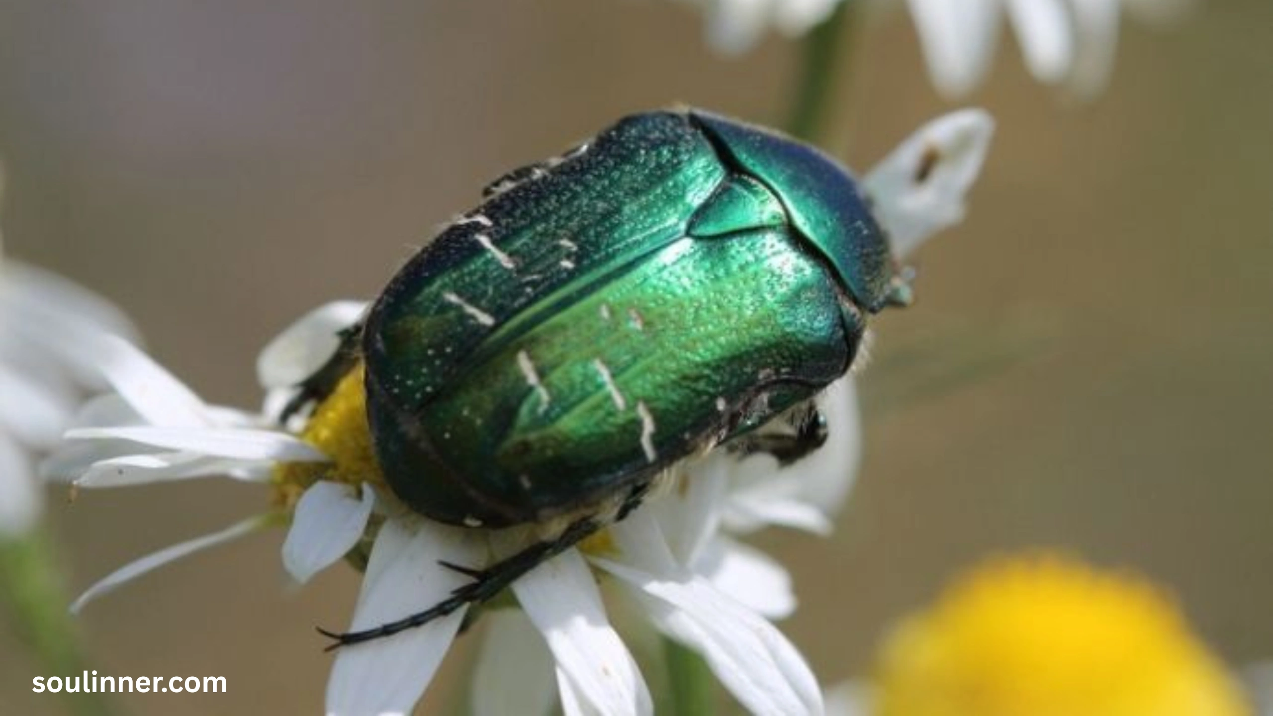Green June Beetle Spiritual Meaning