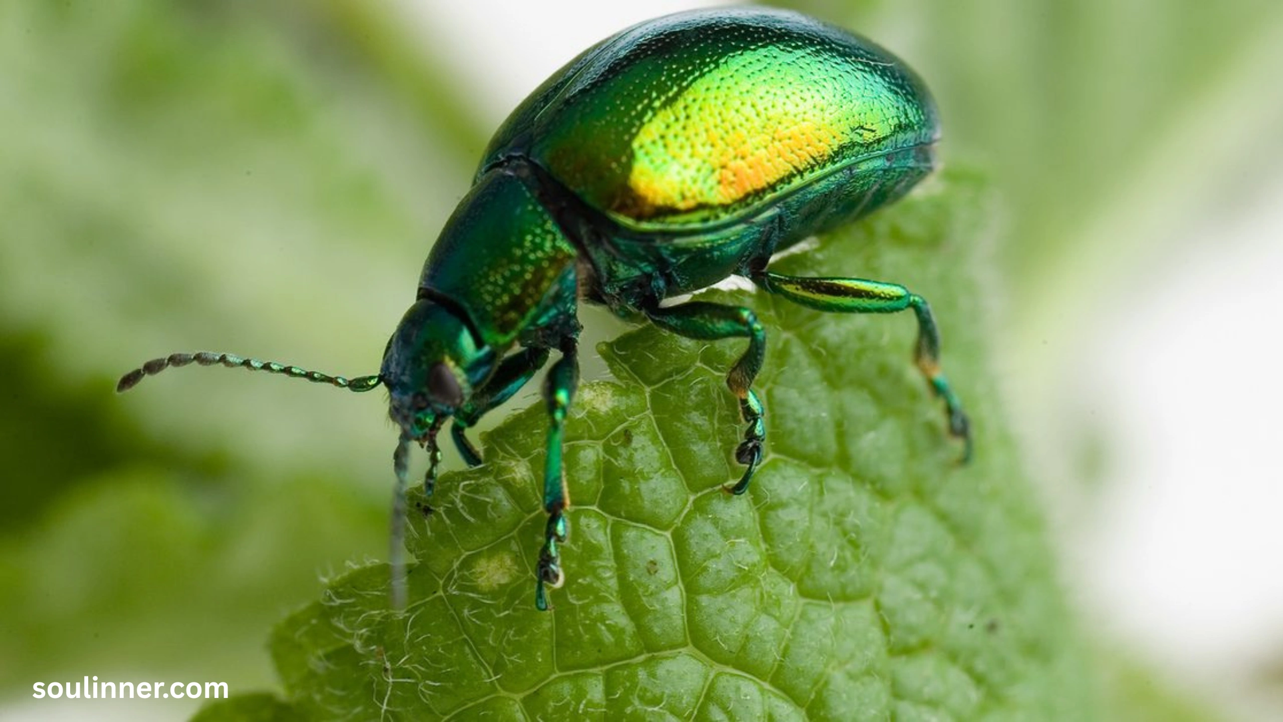 Green June Beetle Spiritual Meaning