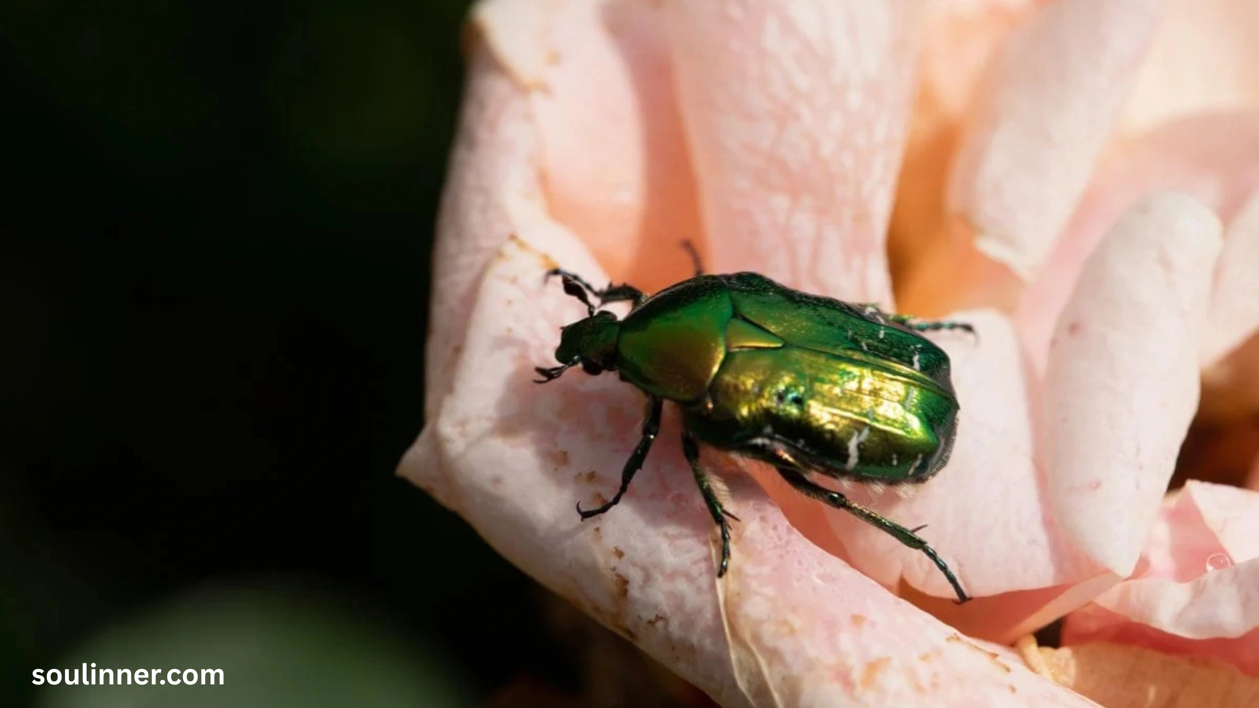 Green June Beetle Spiritual Meaning