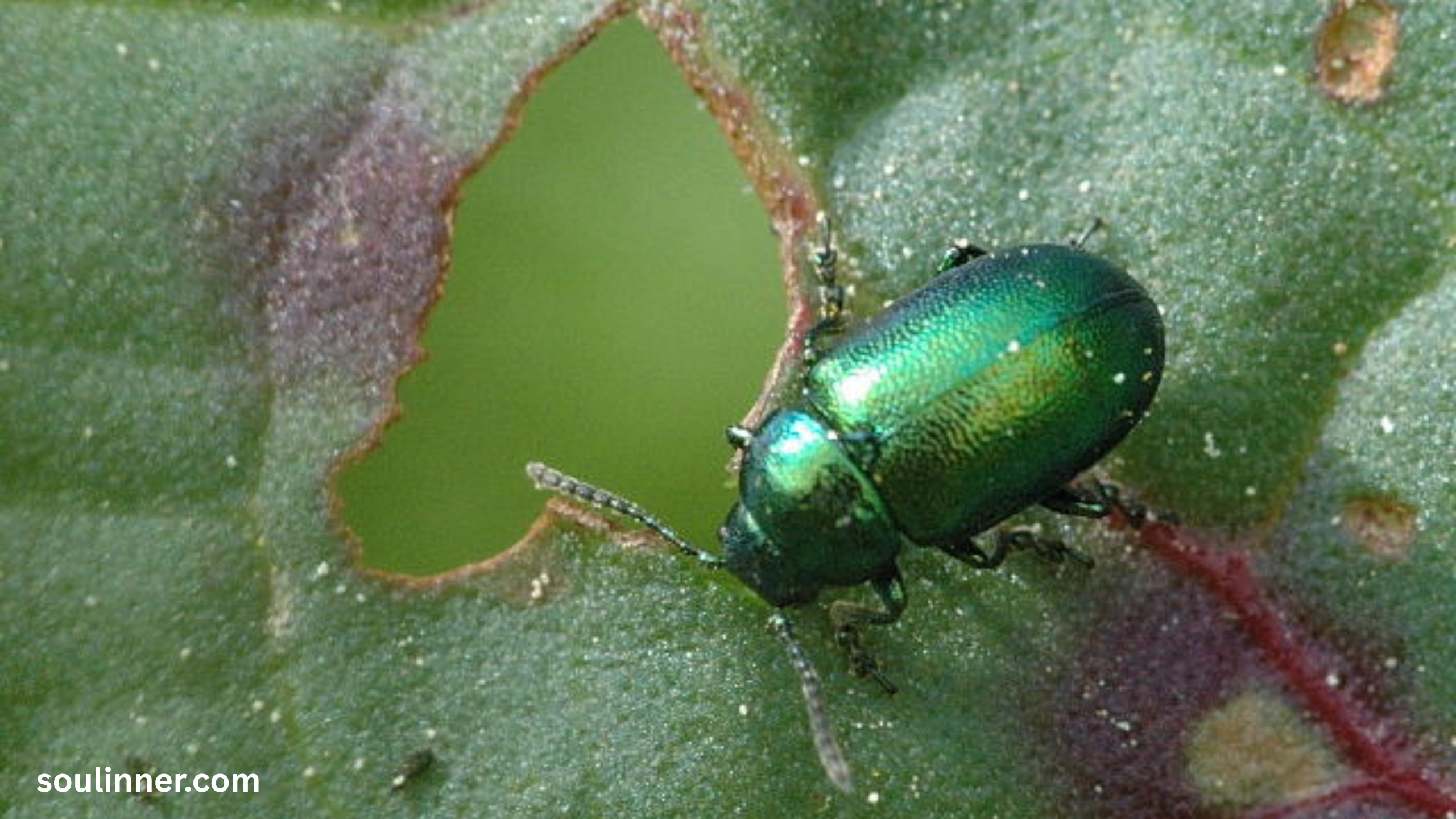 Green June Beetle Spiritual Meaning