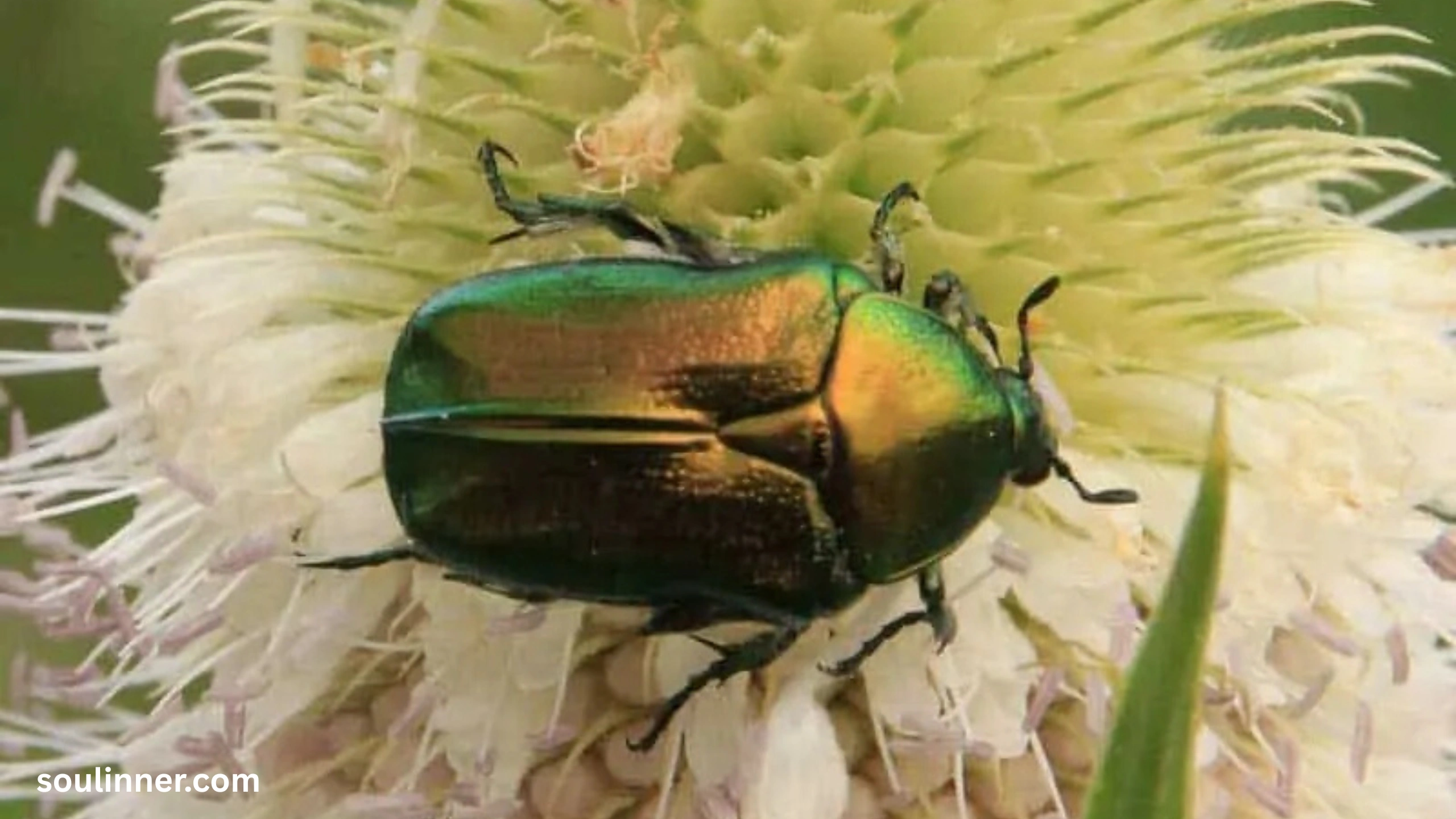 Green June Beetle Spiritual Meaning