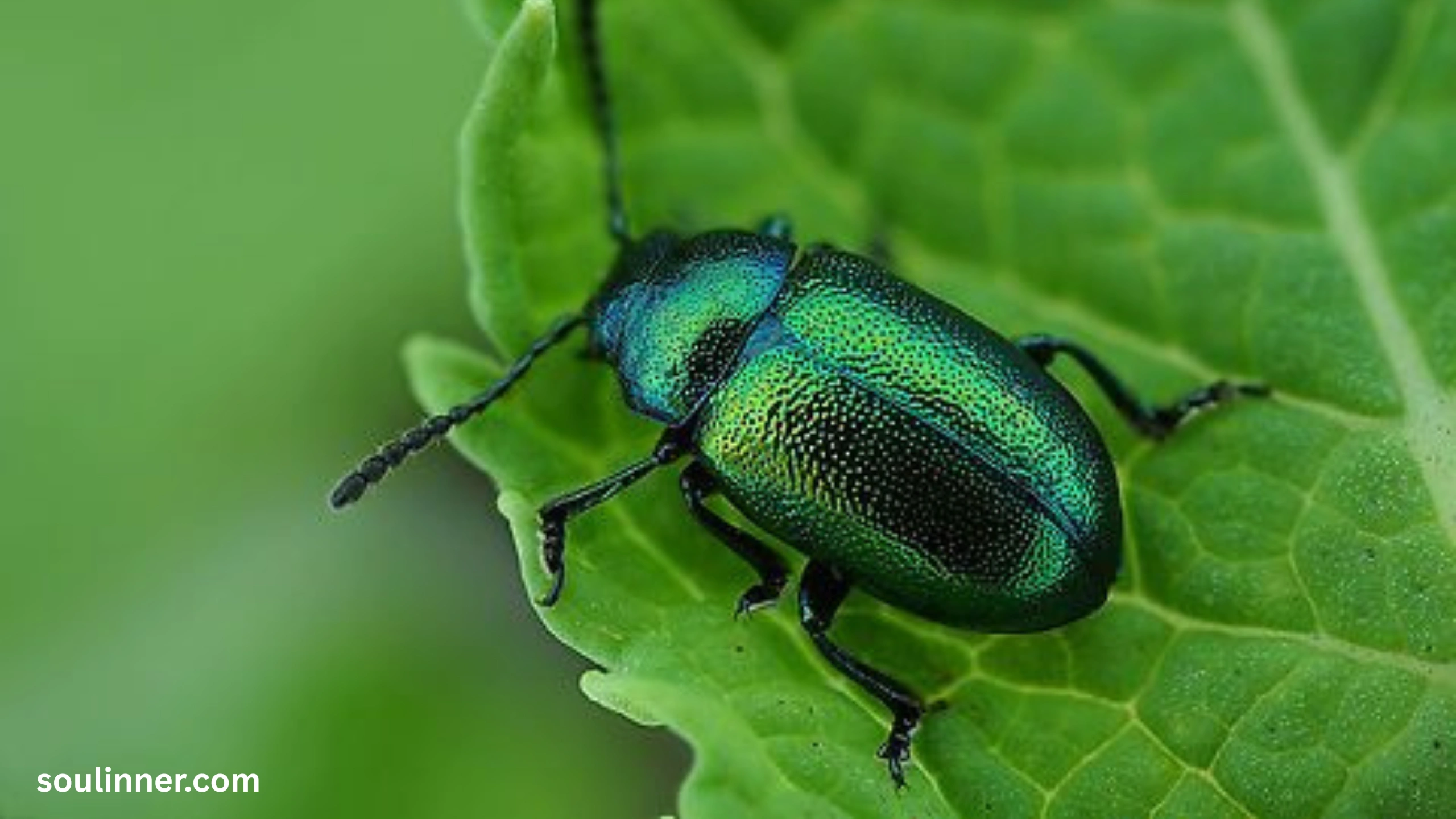 Green June Beetle Spiritual Meaning