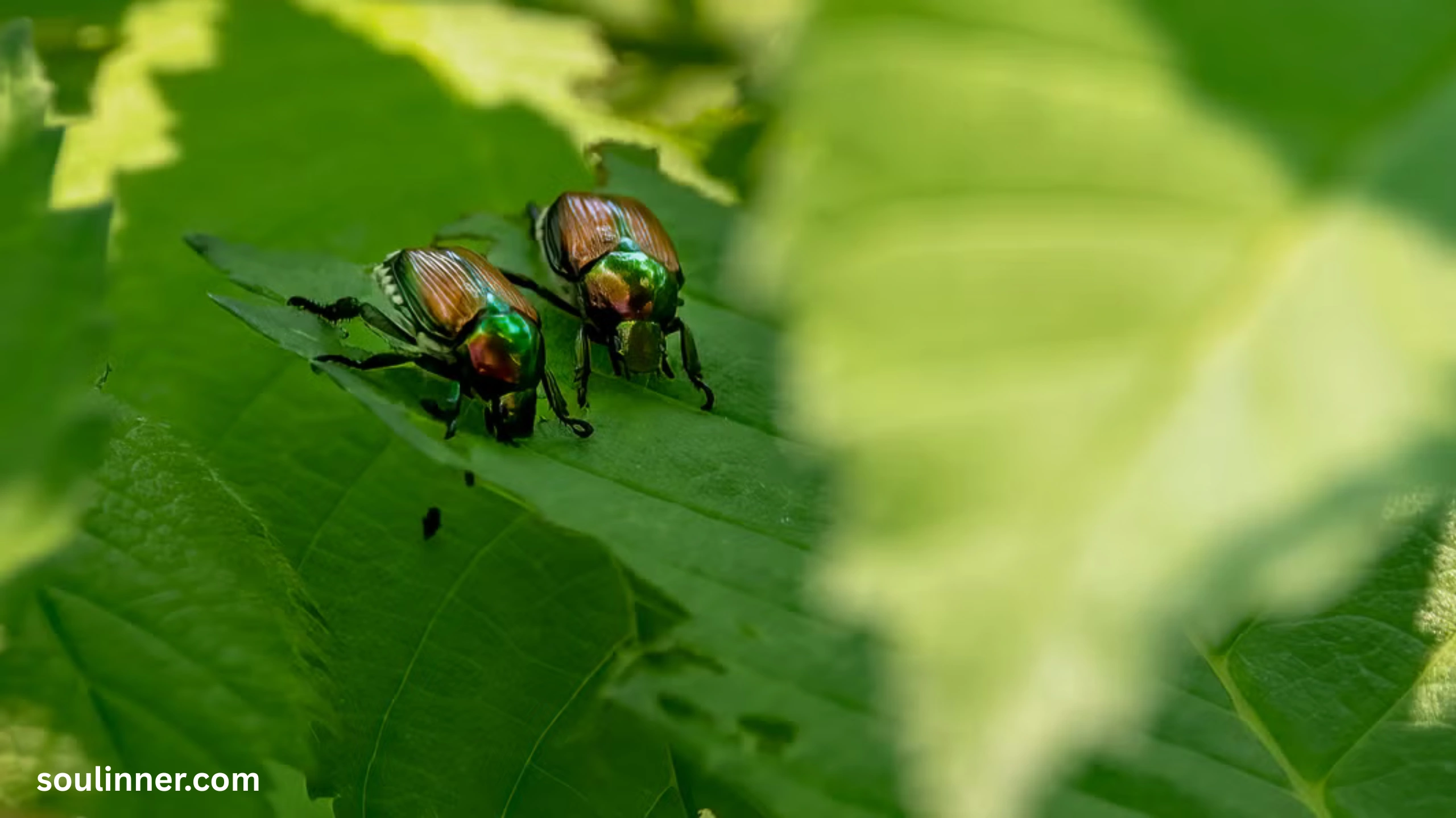 Green June Beetle Spiritual Meaning
