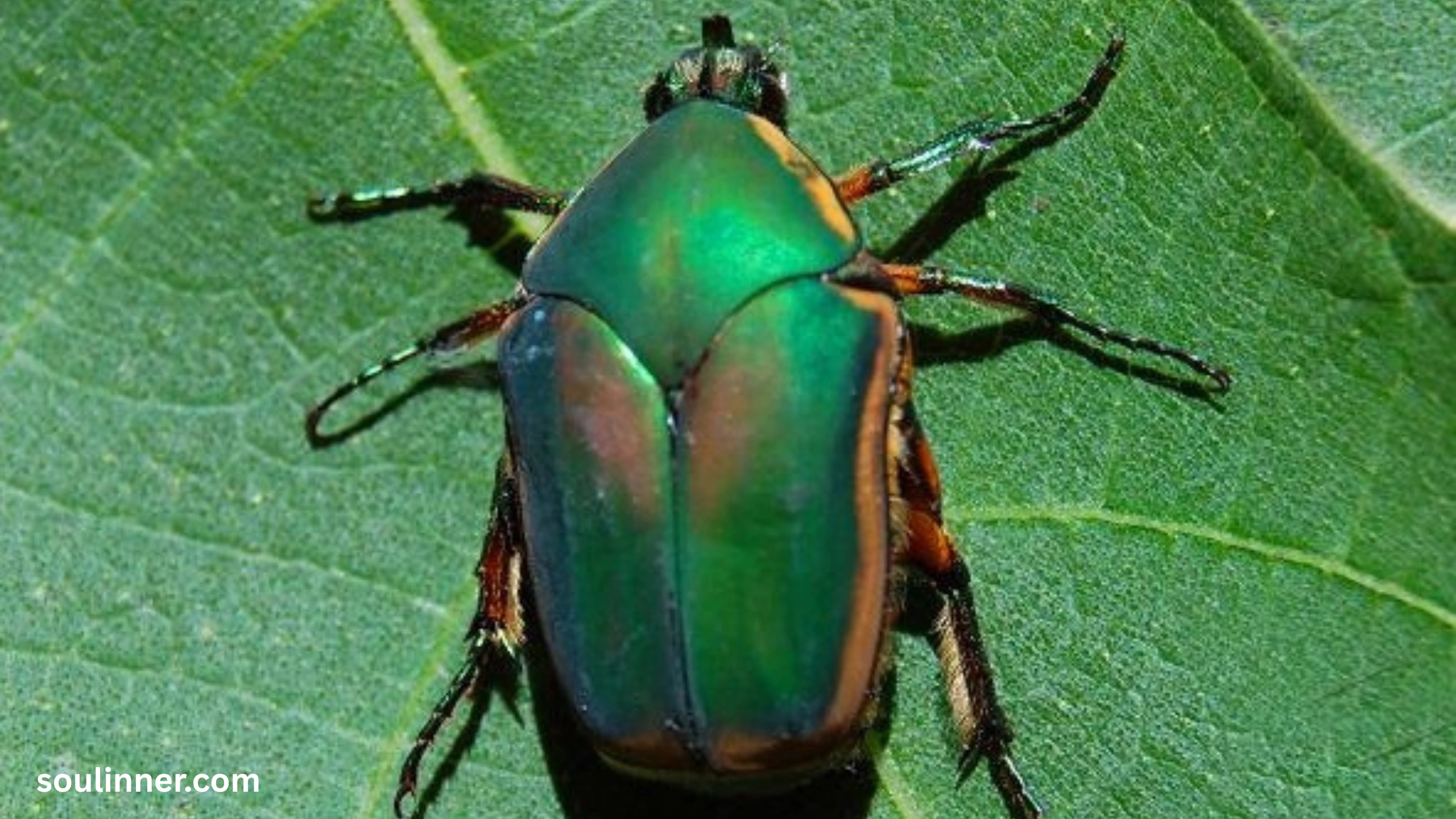 Green June Beetle Spiritual Meaning