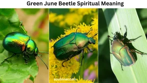 Green June Beetle Spiritual Meaning