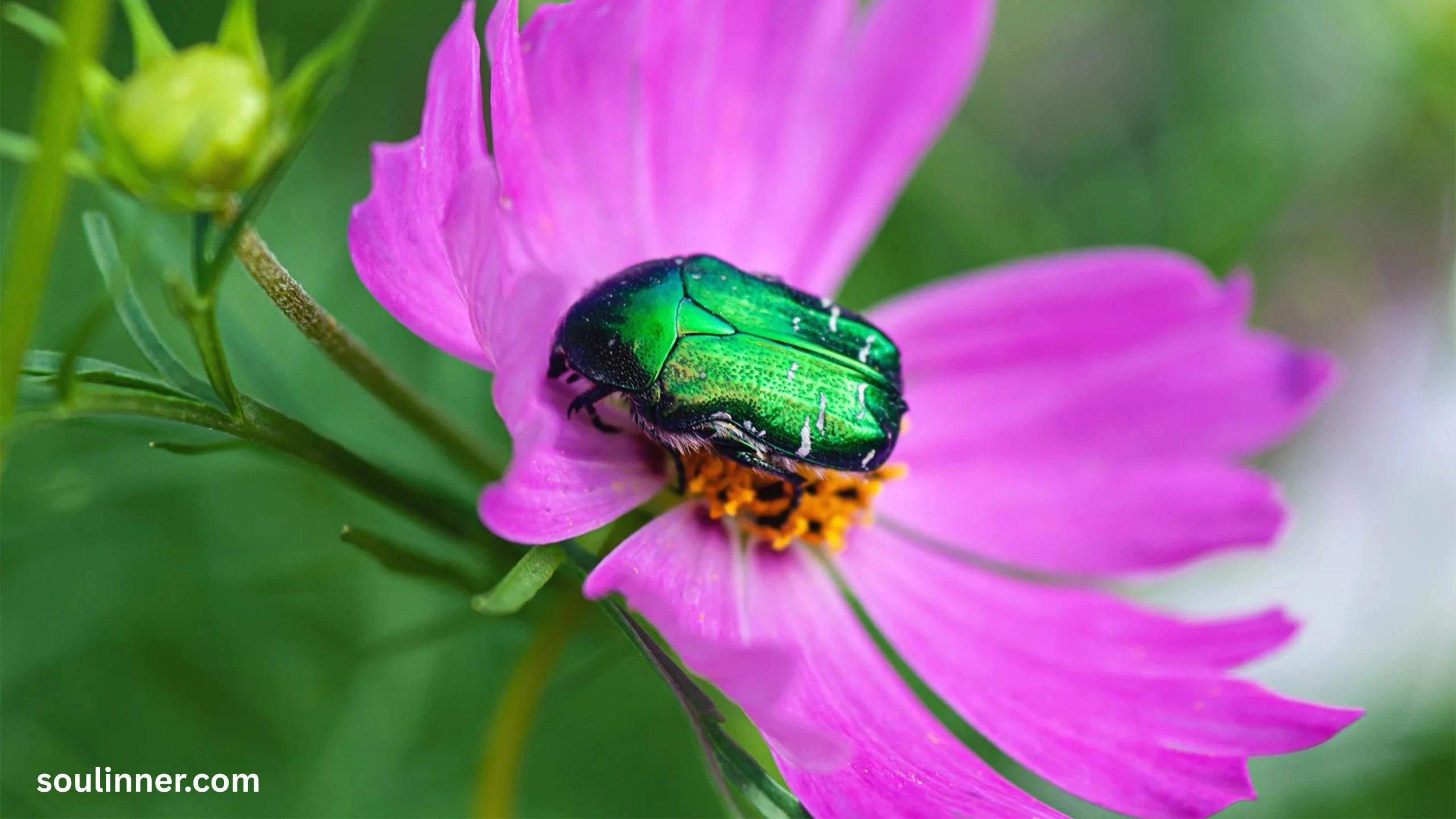 Green June Beetle Spiritual Meaning