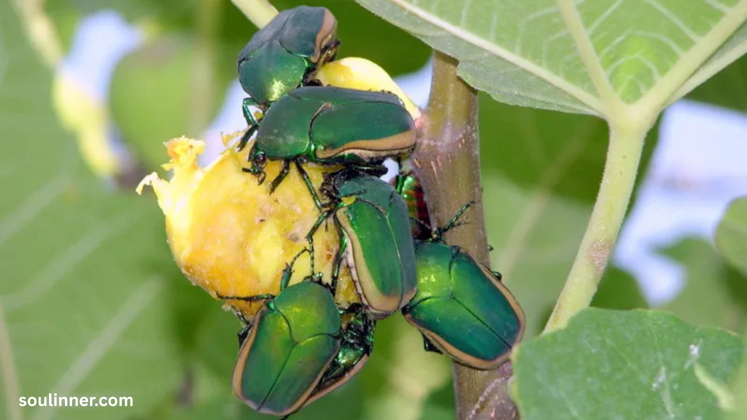 Green June Beetle Spiritual Meaning