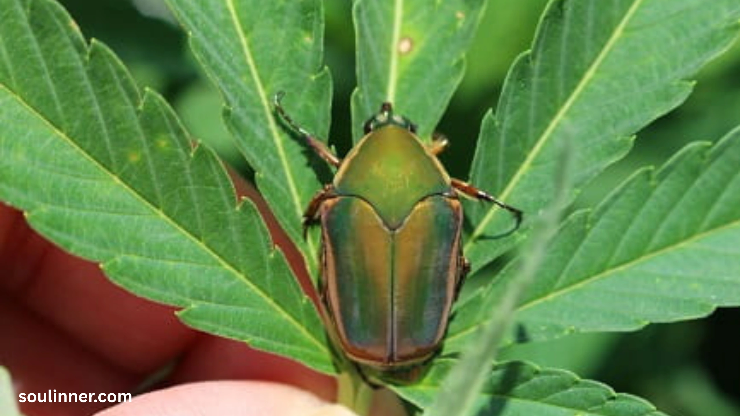 Green June Beetle Spiritual Meaning