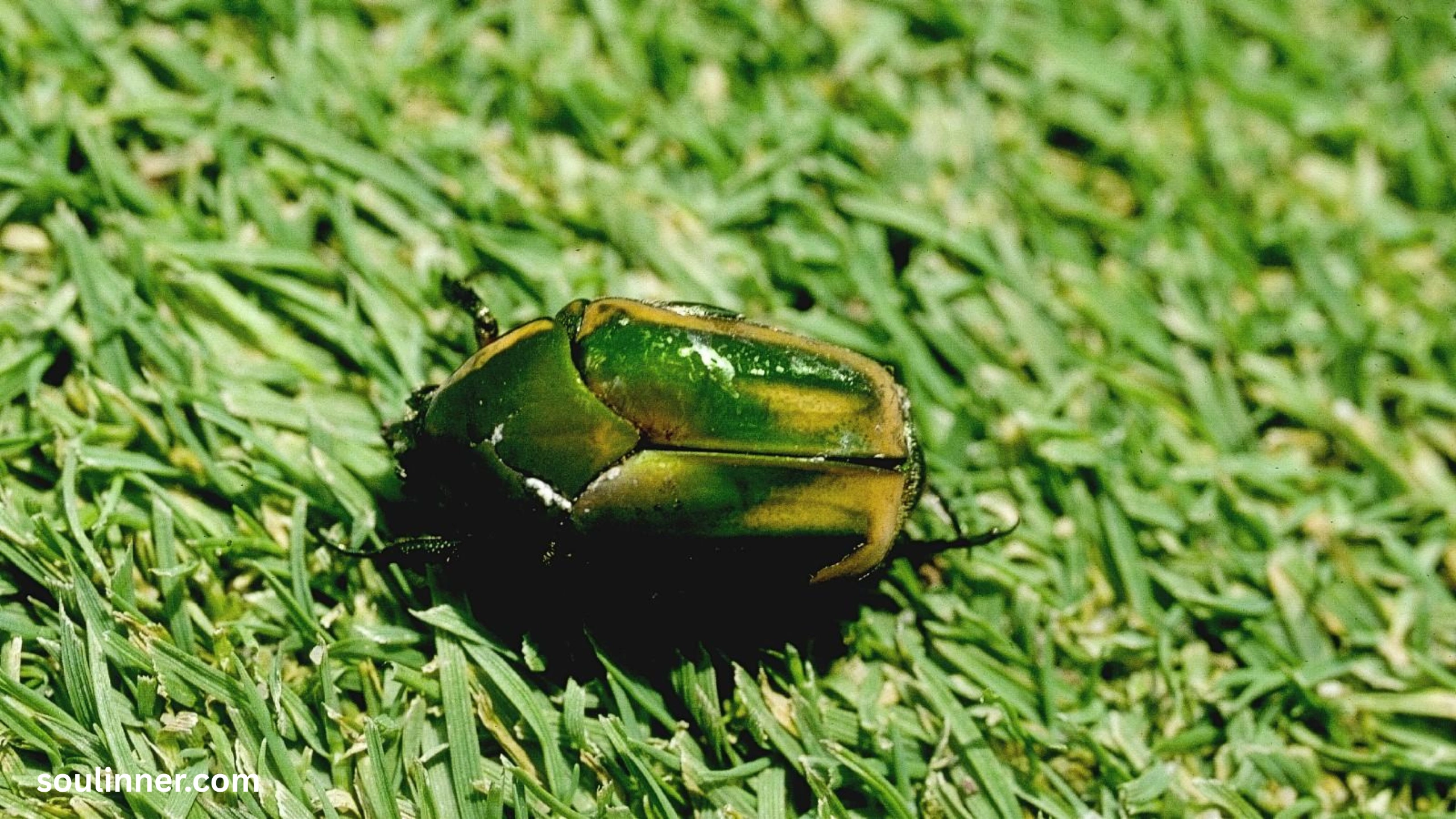 Green June Beetle Spiritual Meaning