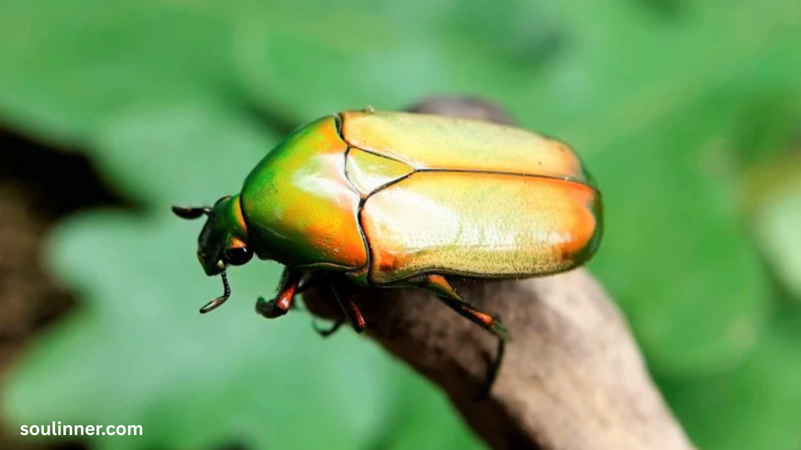 Green June Beetle Spiritual Meaning
