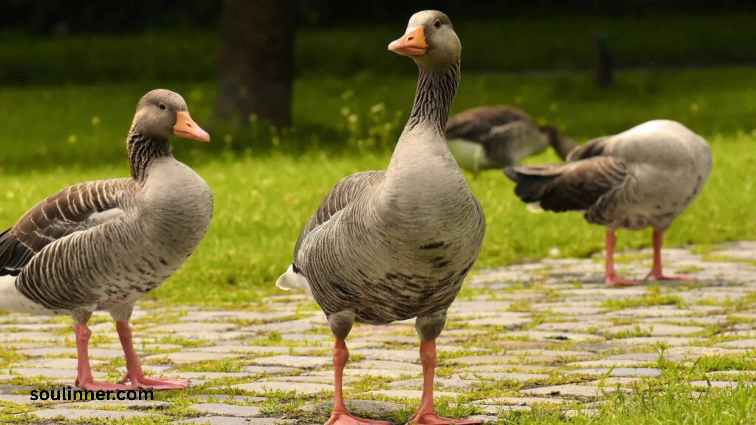 Hearing Geese at Night Spiritual Meaning and Symbolism